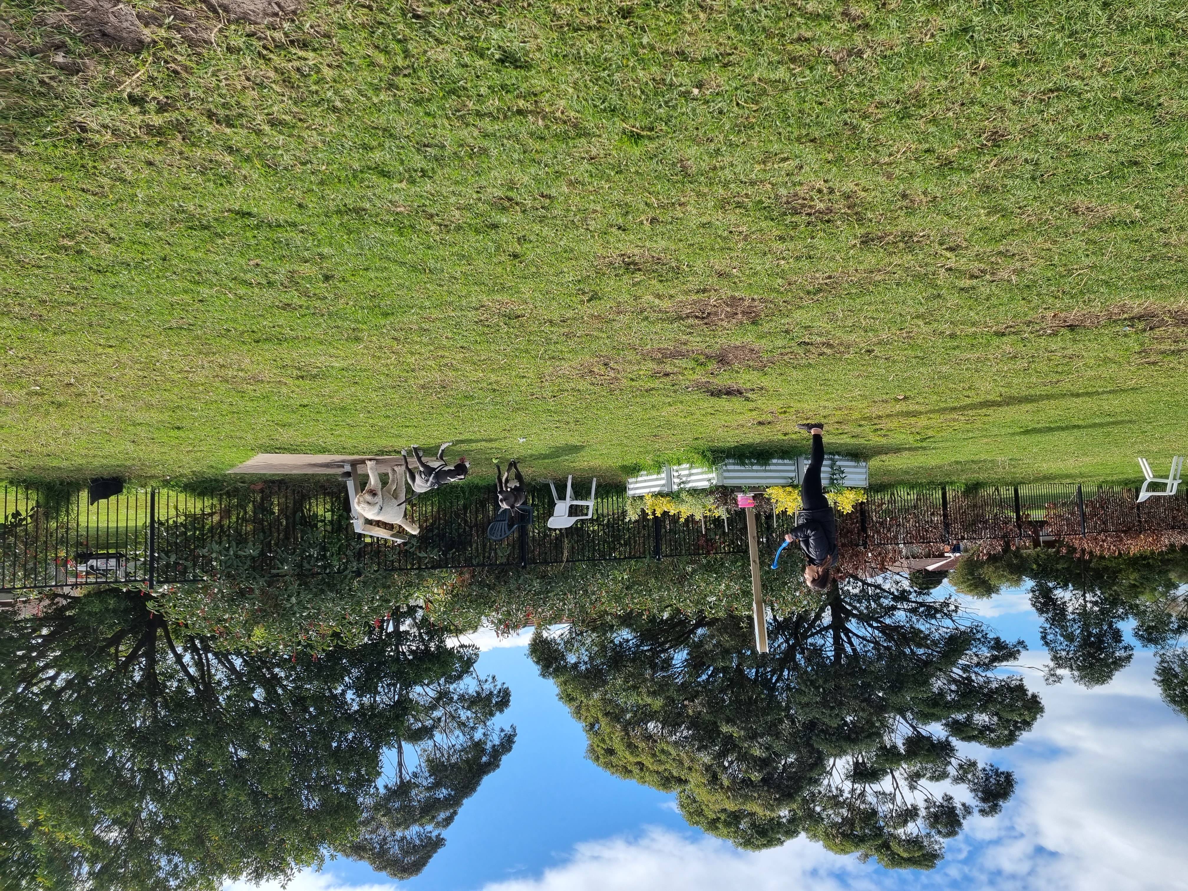 Scarborough Off Leash Dog Park