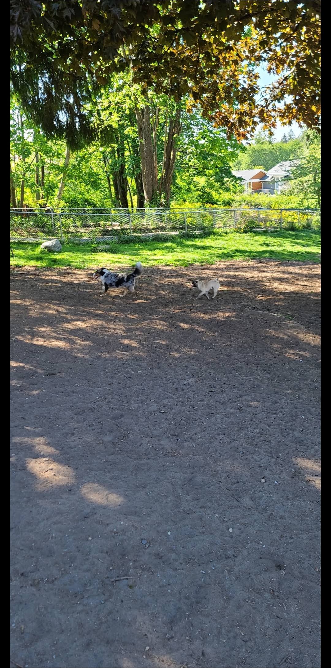 Wills Brook Dog Park