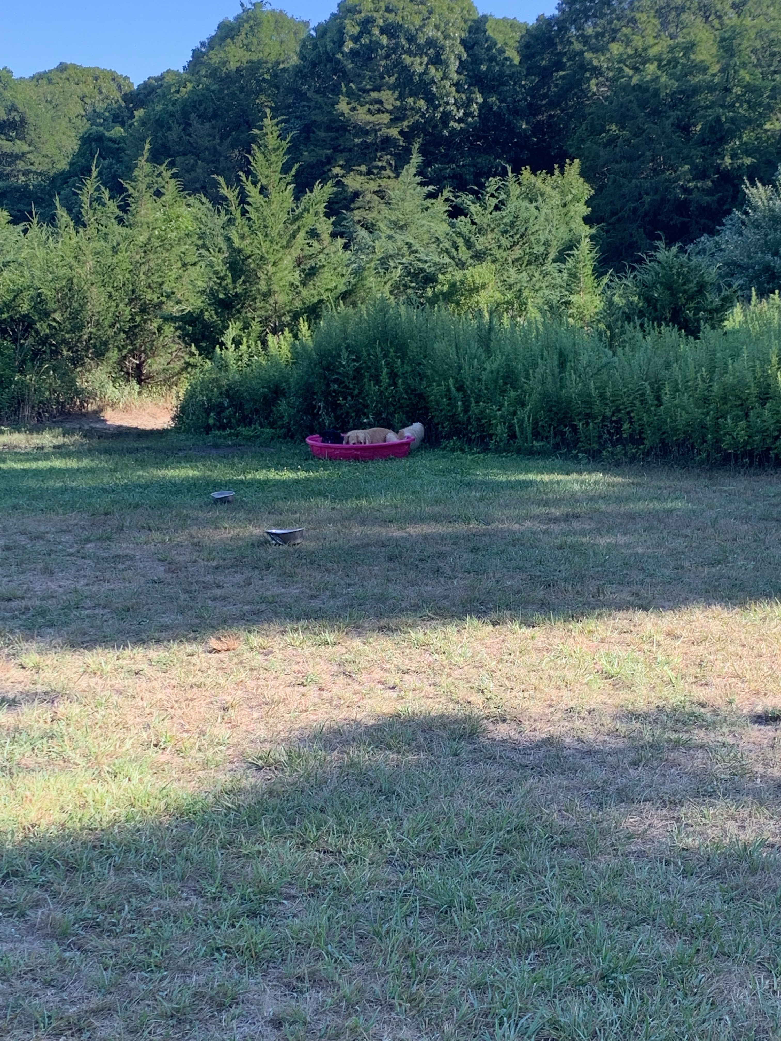 Springs Park Dog Park