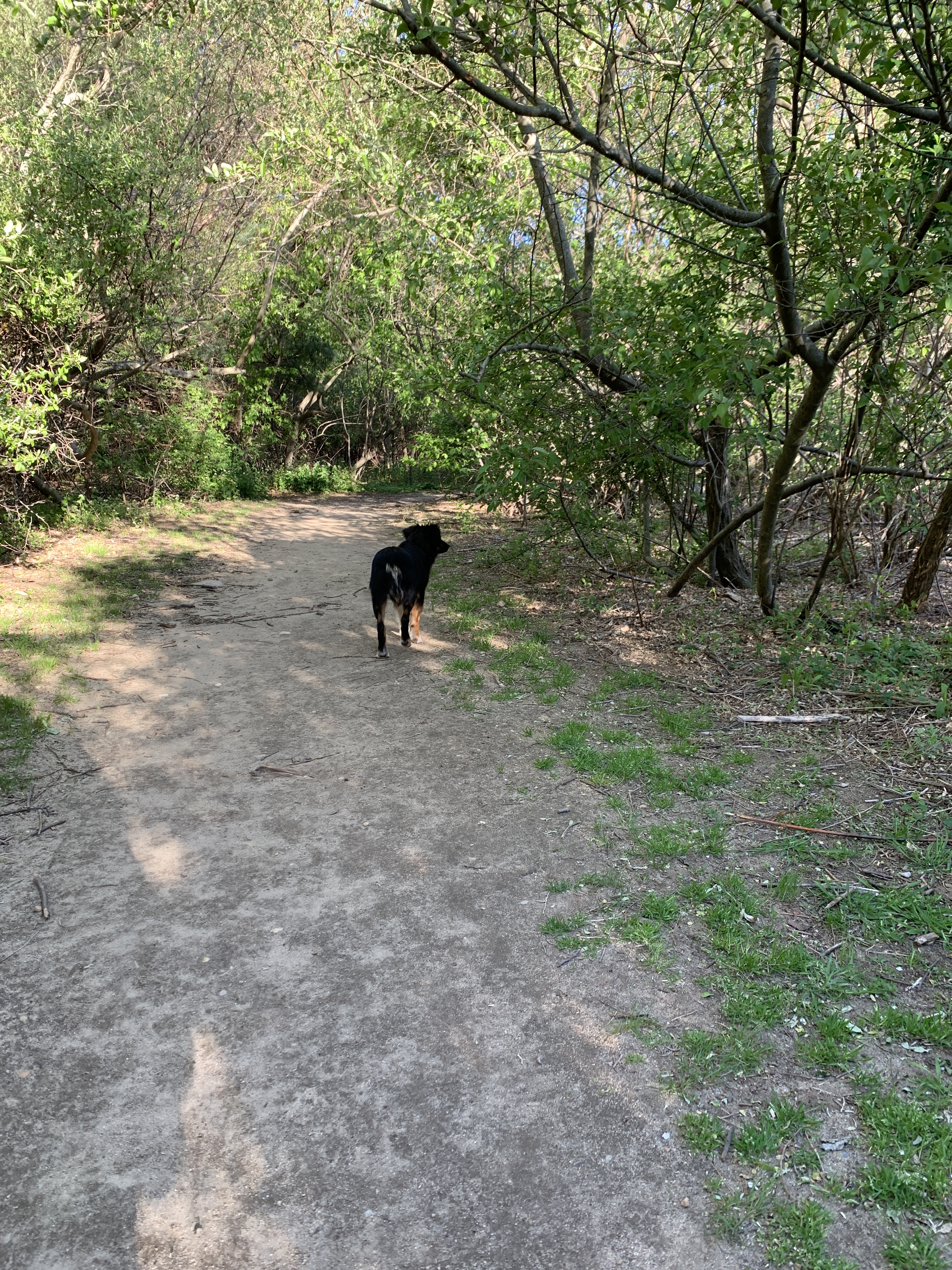 Springs Park Dog Park