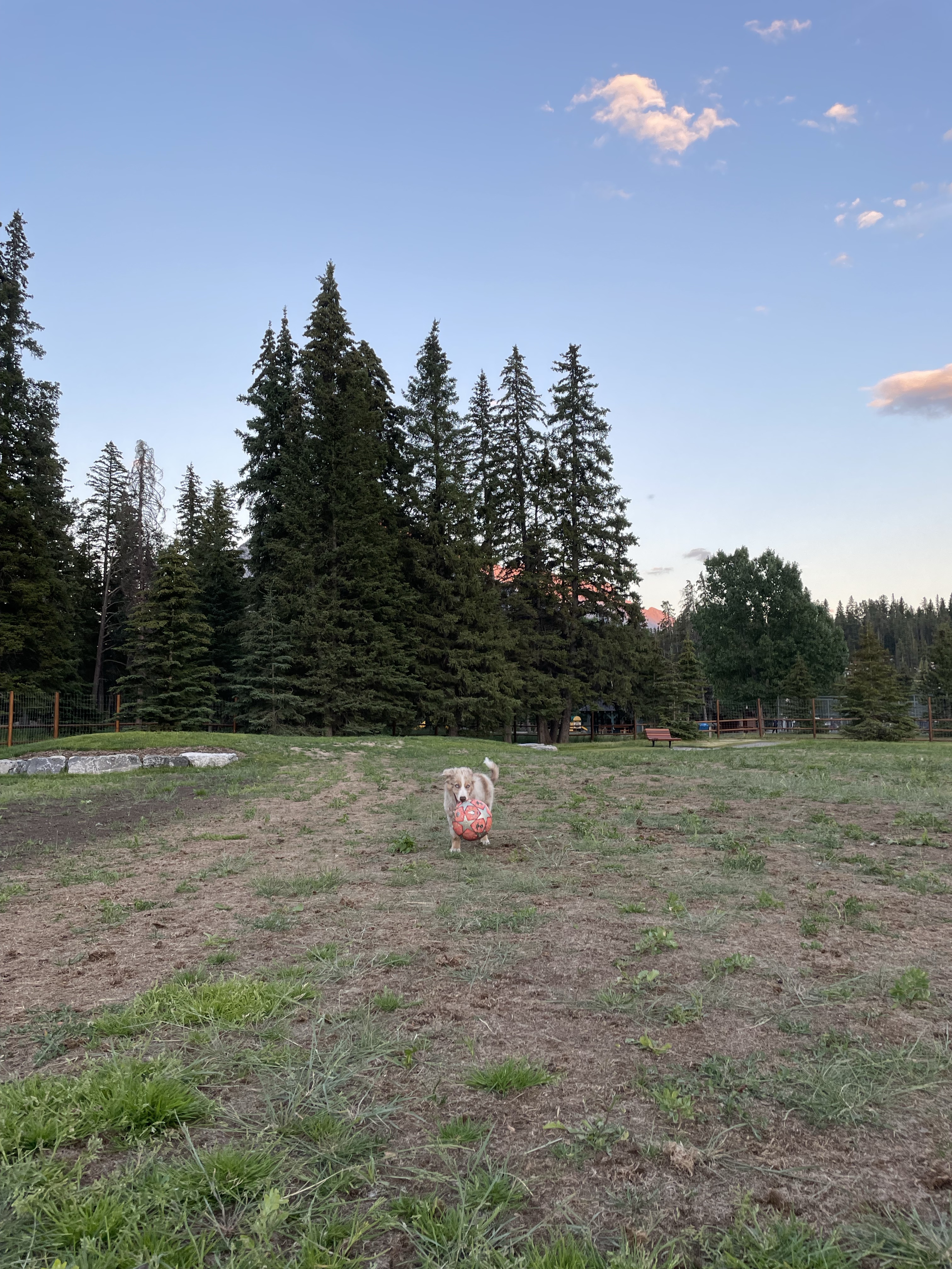 Banff Recreation Grounds Dog Park