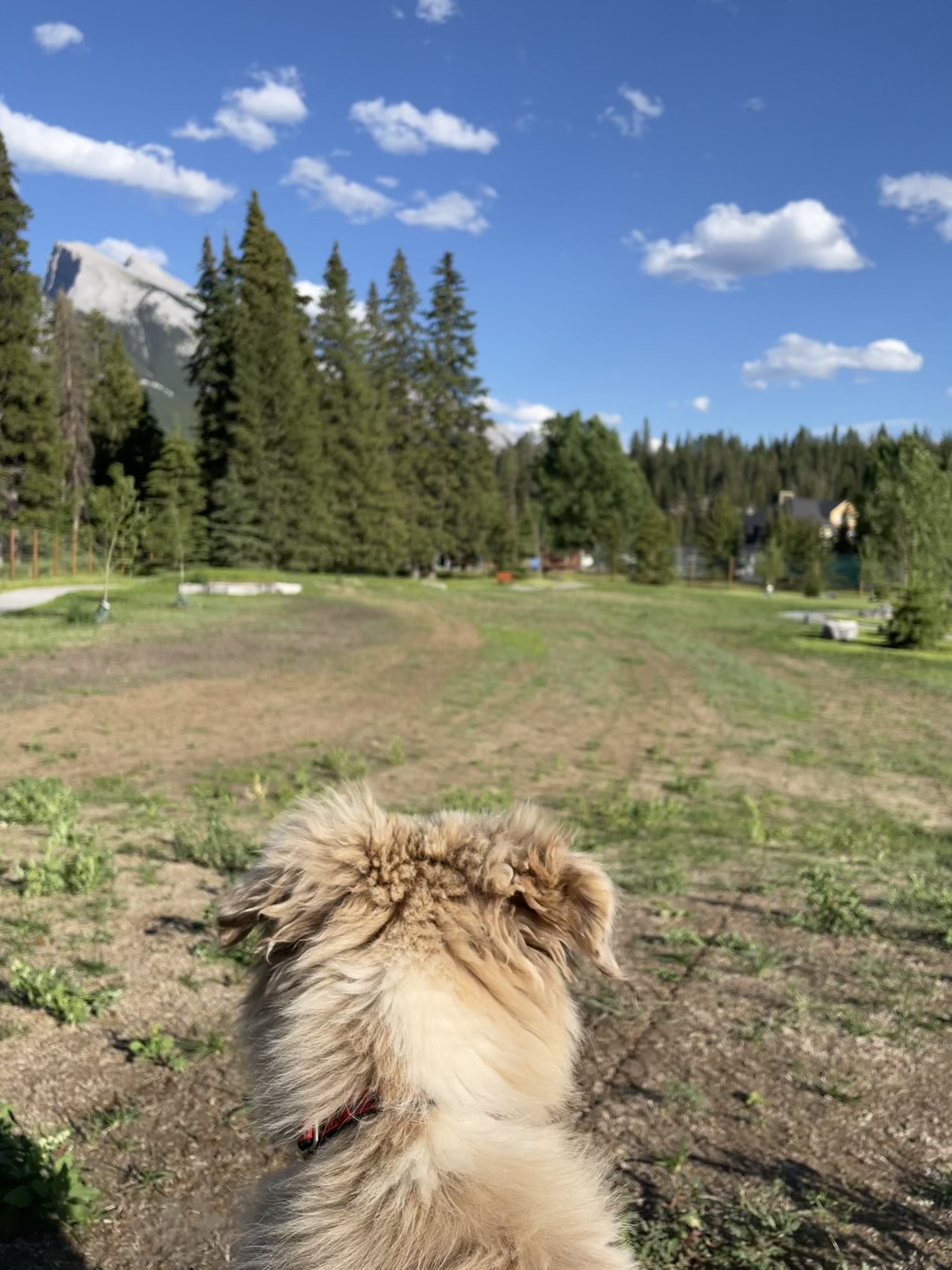 Banff Recreation Grounds Dog Park