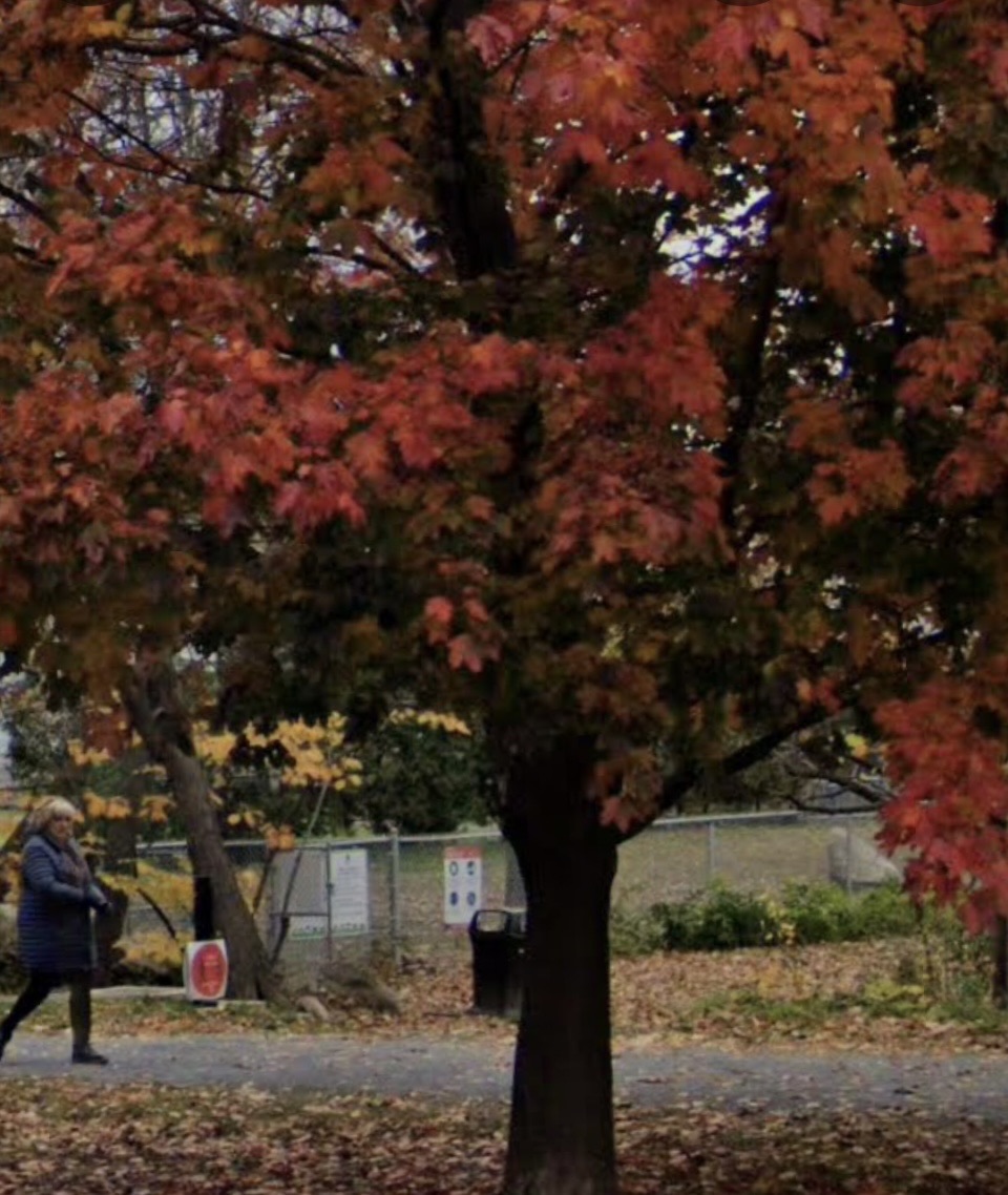 Parc canin Lespérance