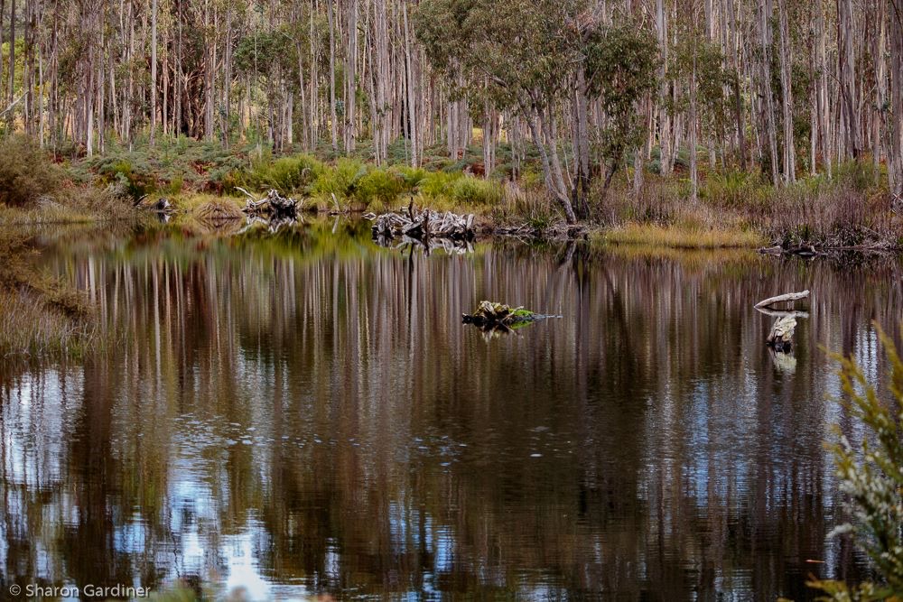 Northcliffe Bush Camp