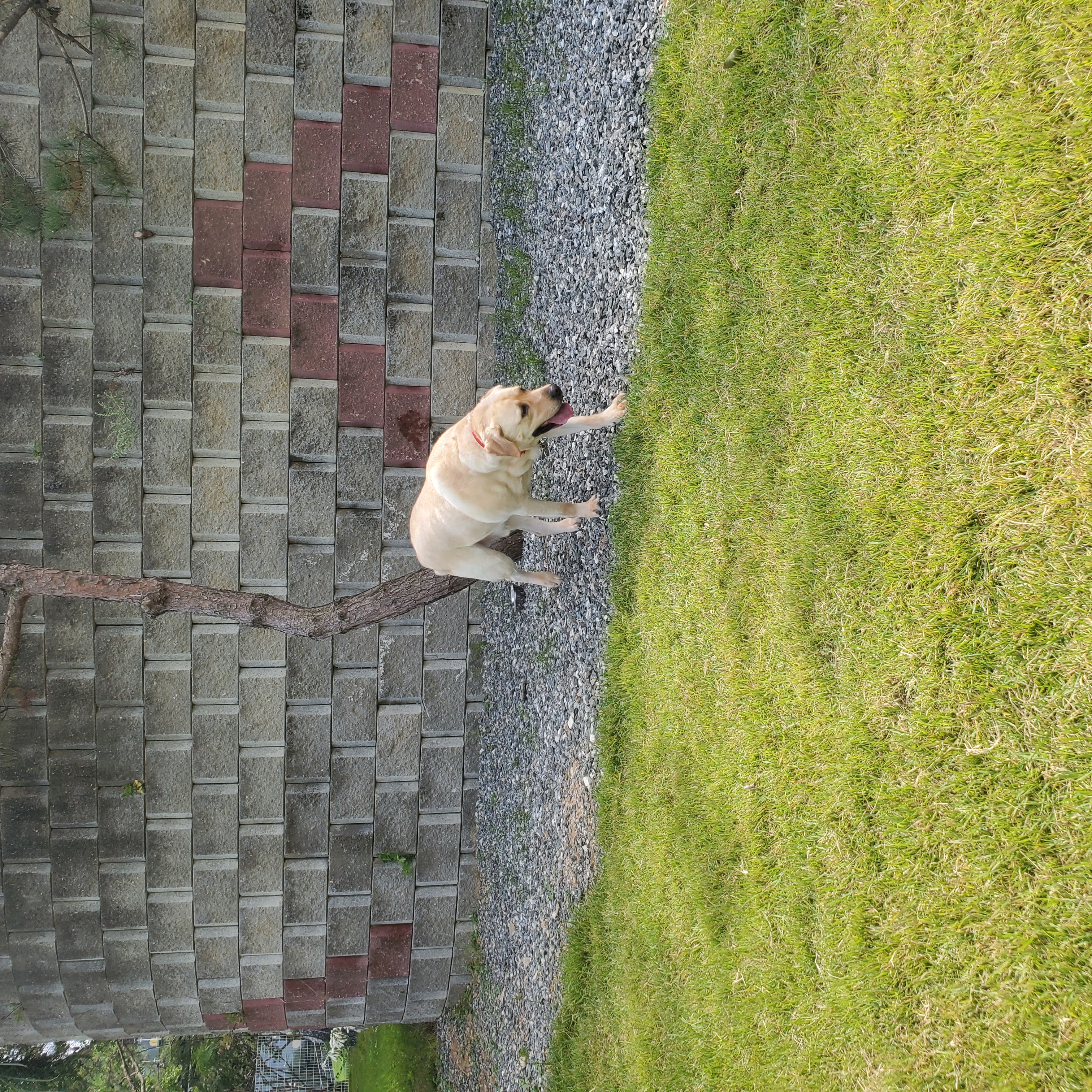 Dooley Pet's & Riverun Dessert Cafe