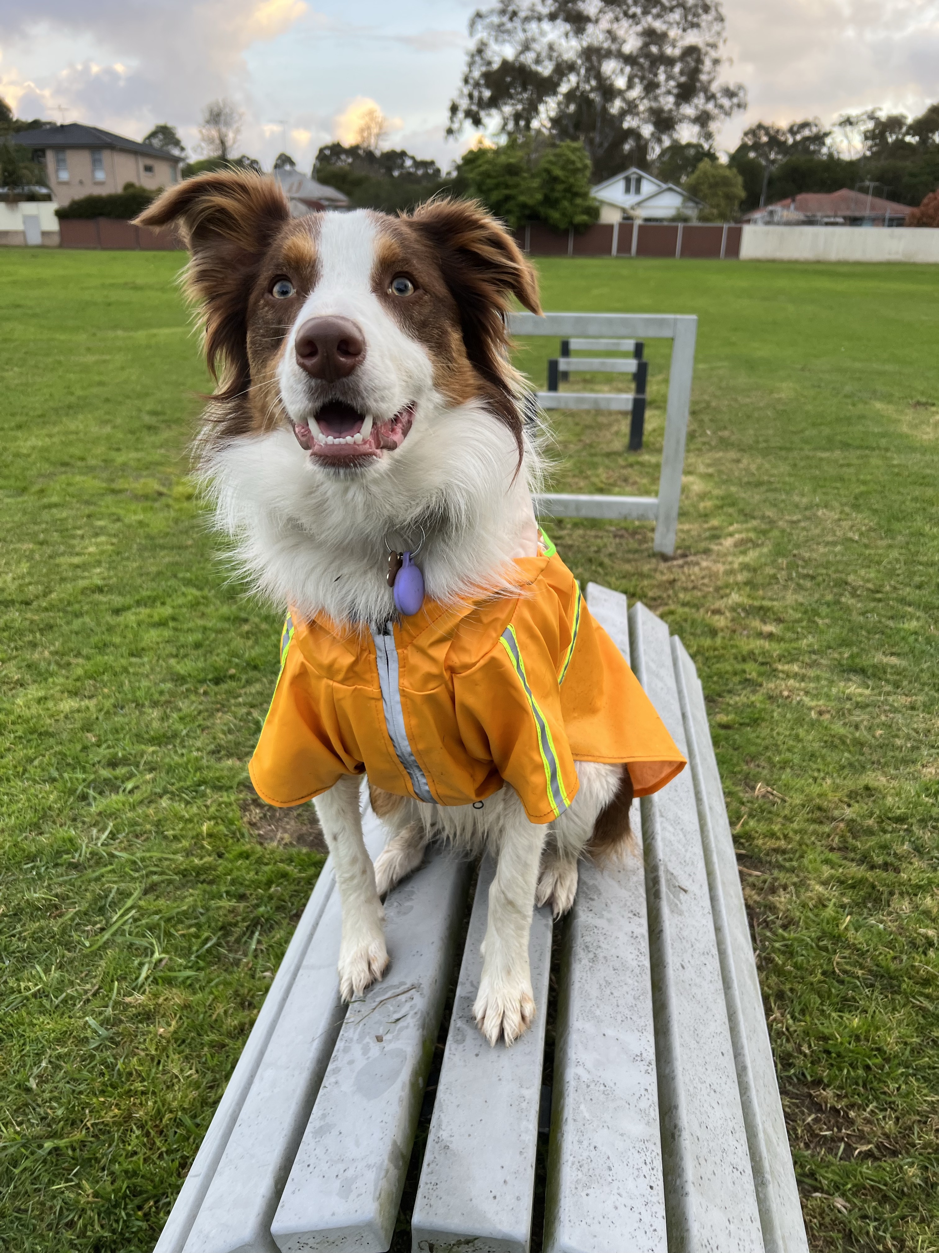 Webbs Avenue Dog Park