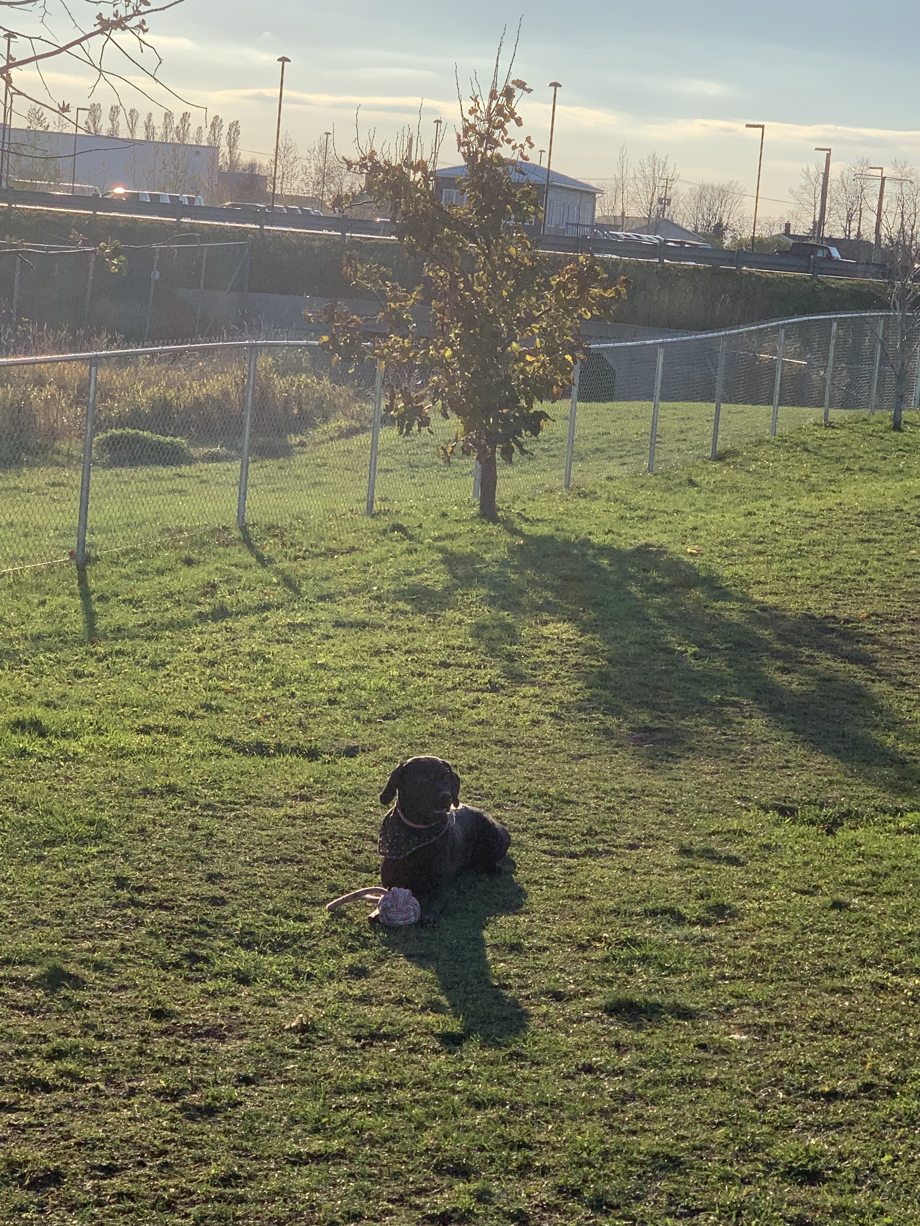 Parc Canin de Mont-Joli