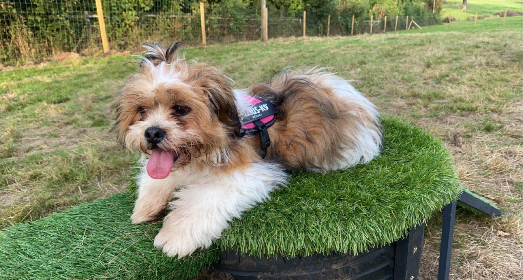 Winnie's Wagtails Unleashed