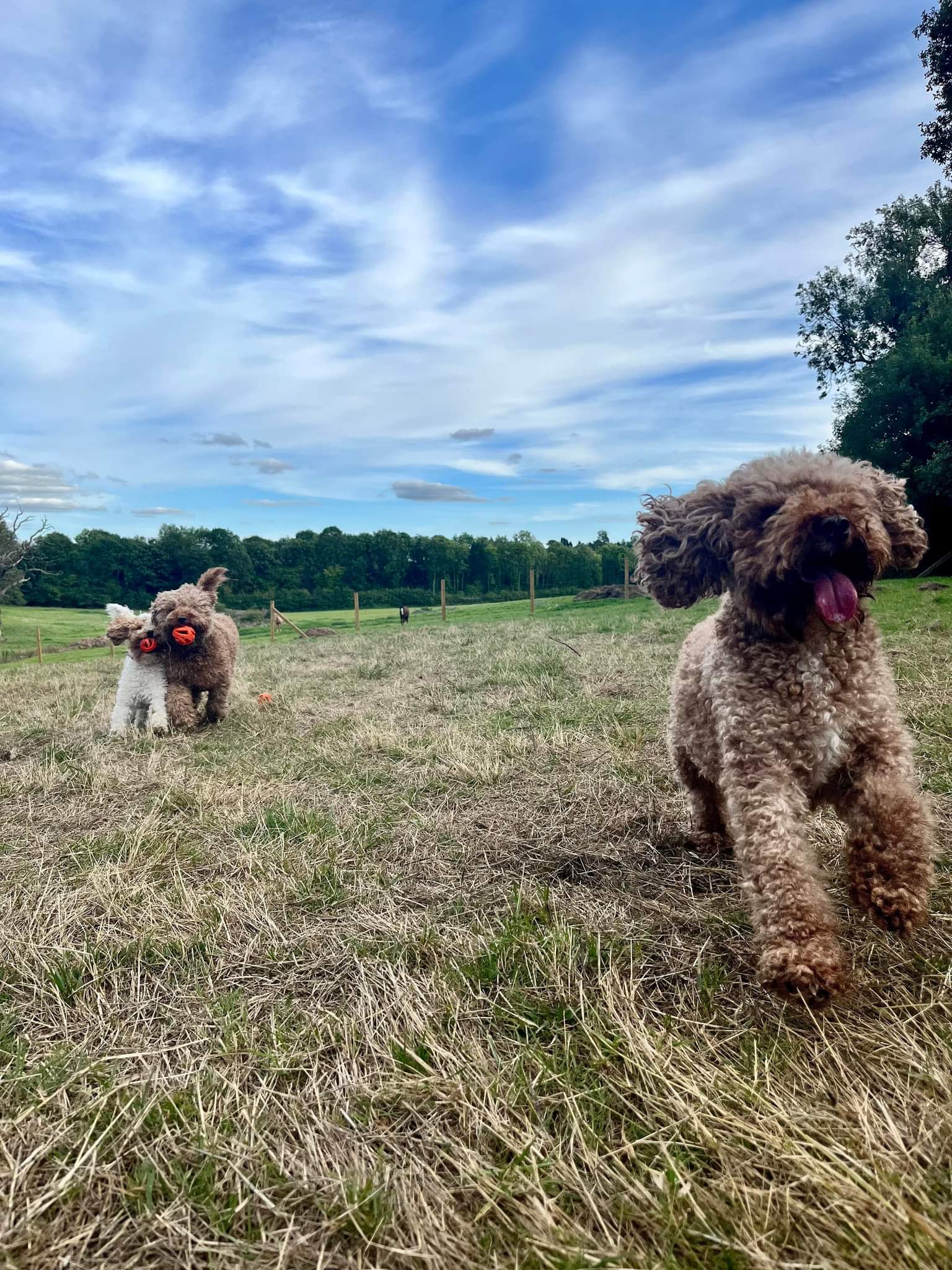 Winnie's Wagtails Unleashed