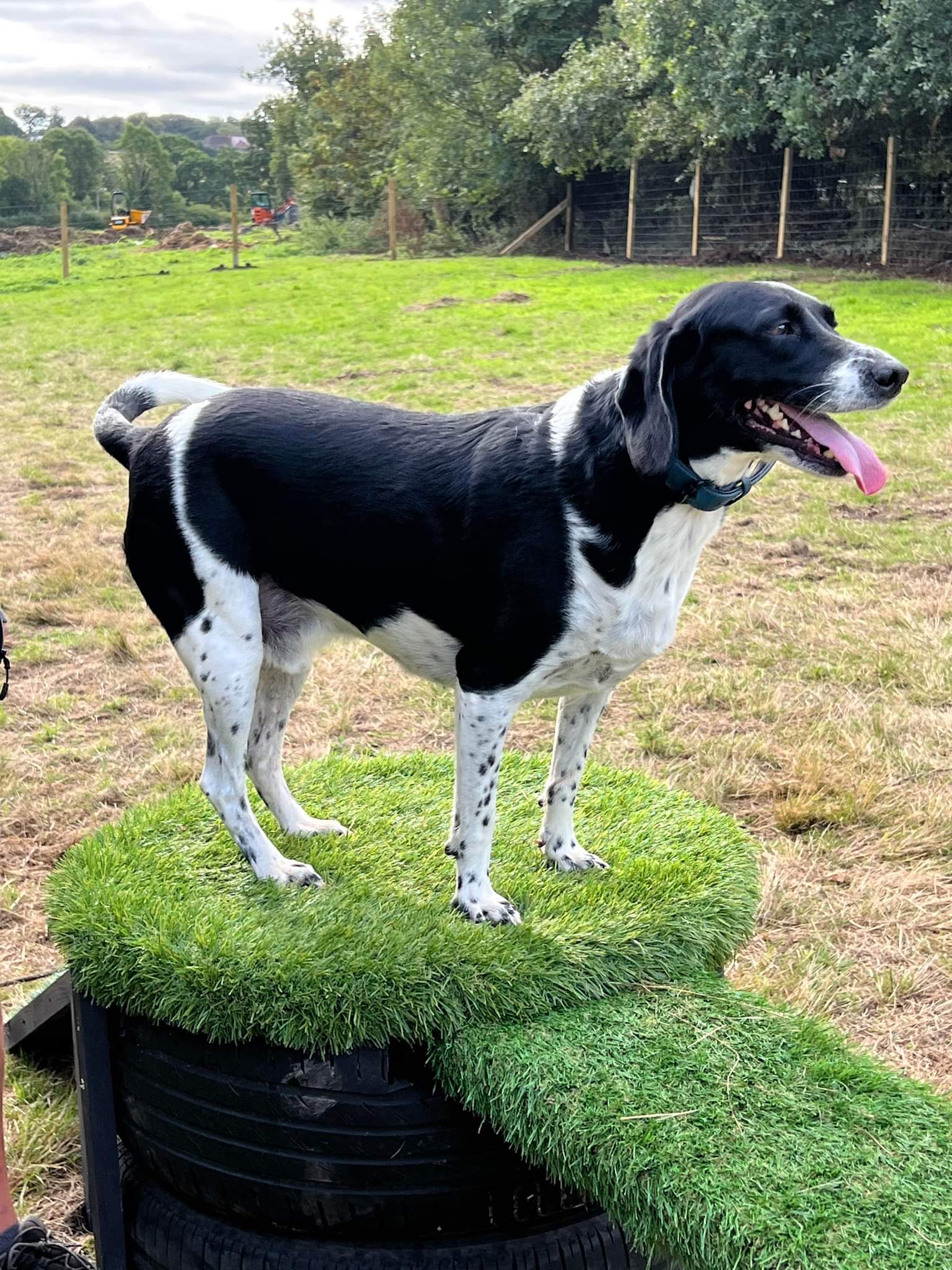 Winnie's Wagtails Unleashed