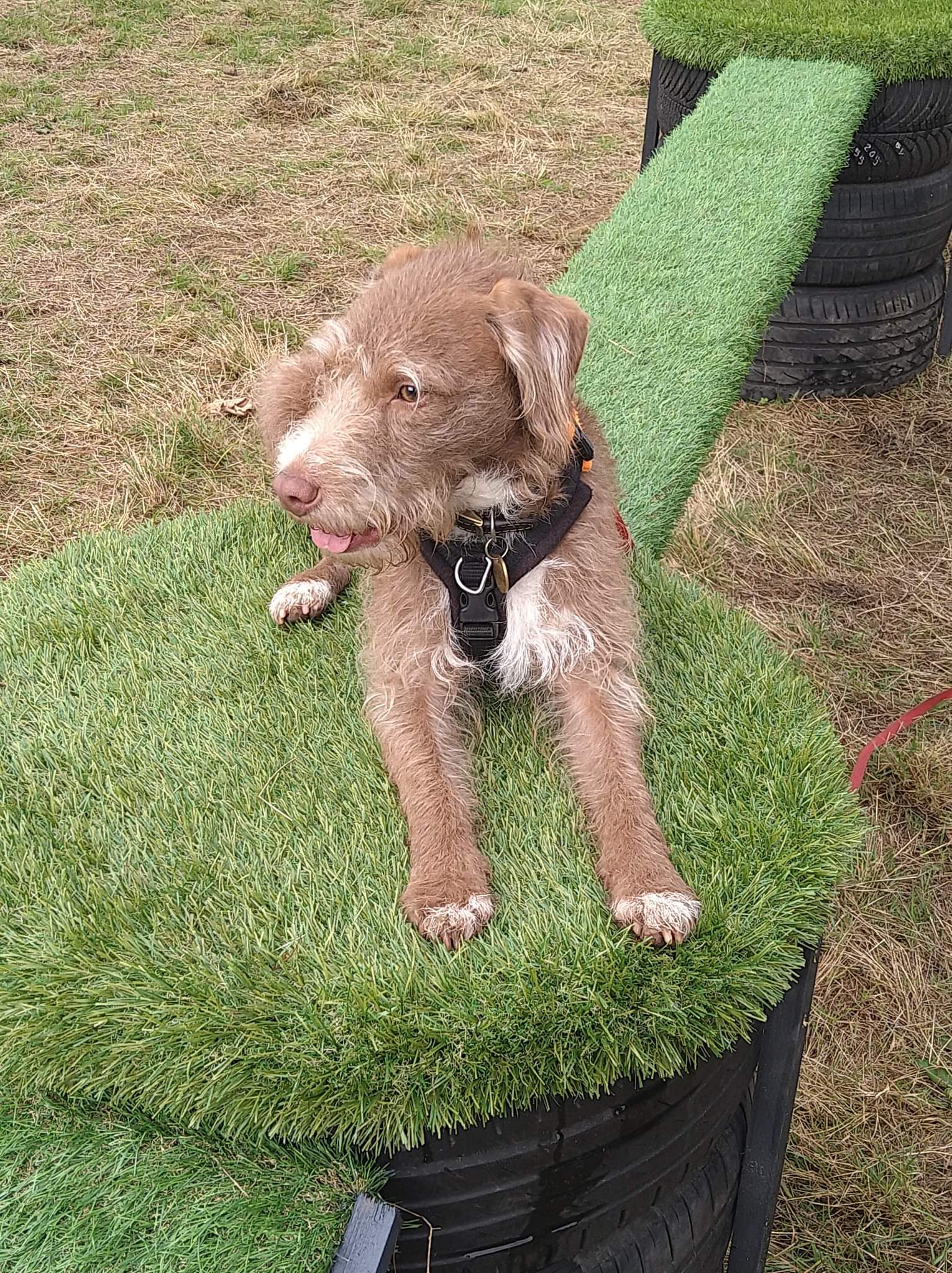 Winnie's Wagtails Unleashed