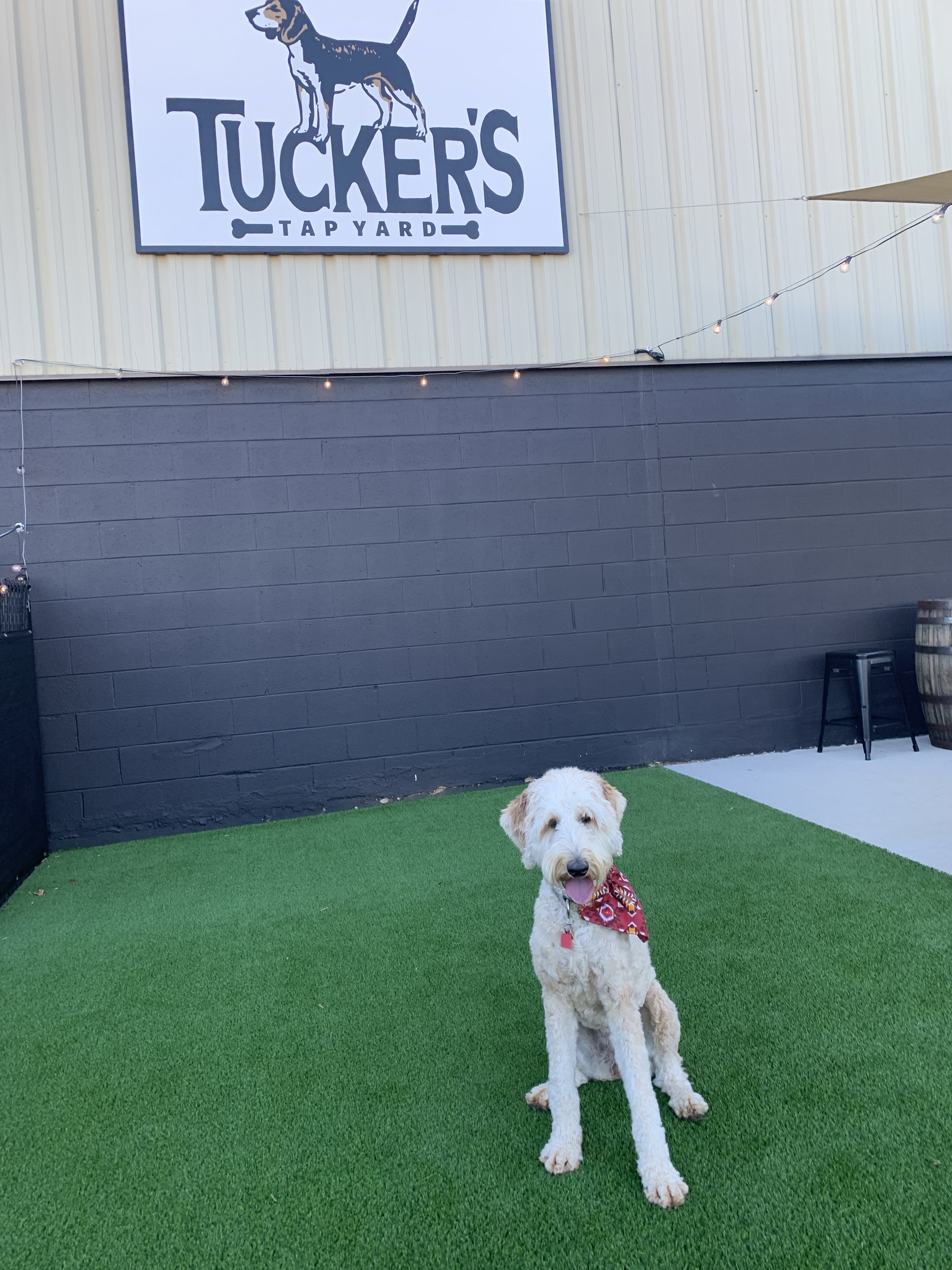 Tuckers Tap Yard
