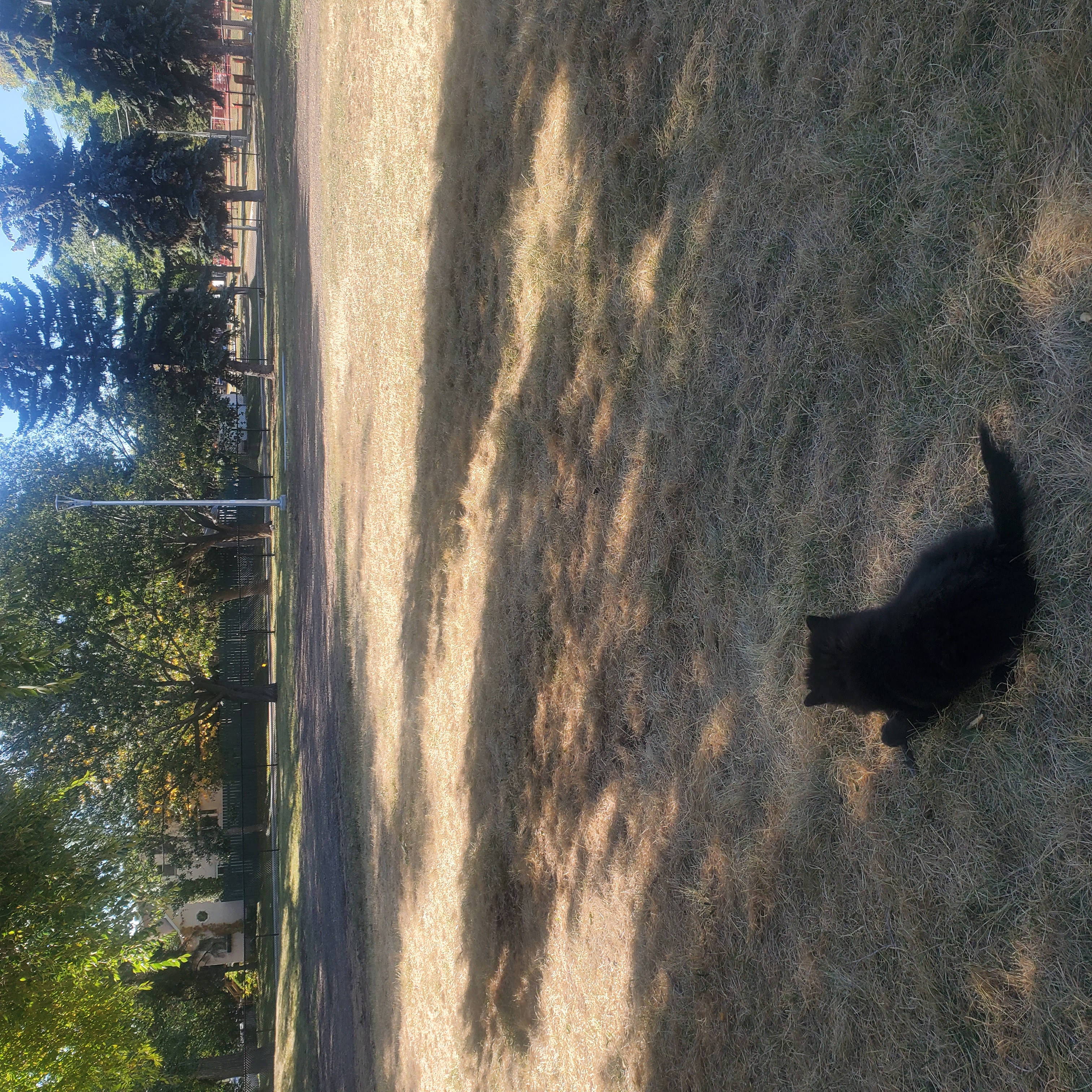 Eastwood Community Dog Park