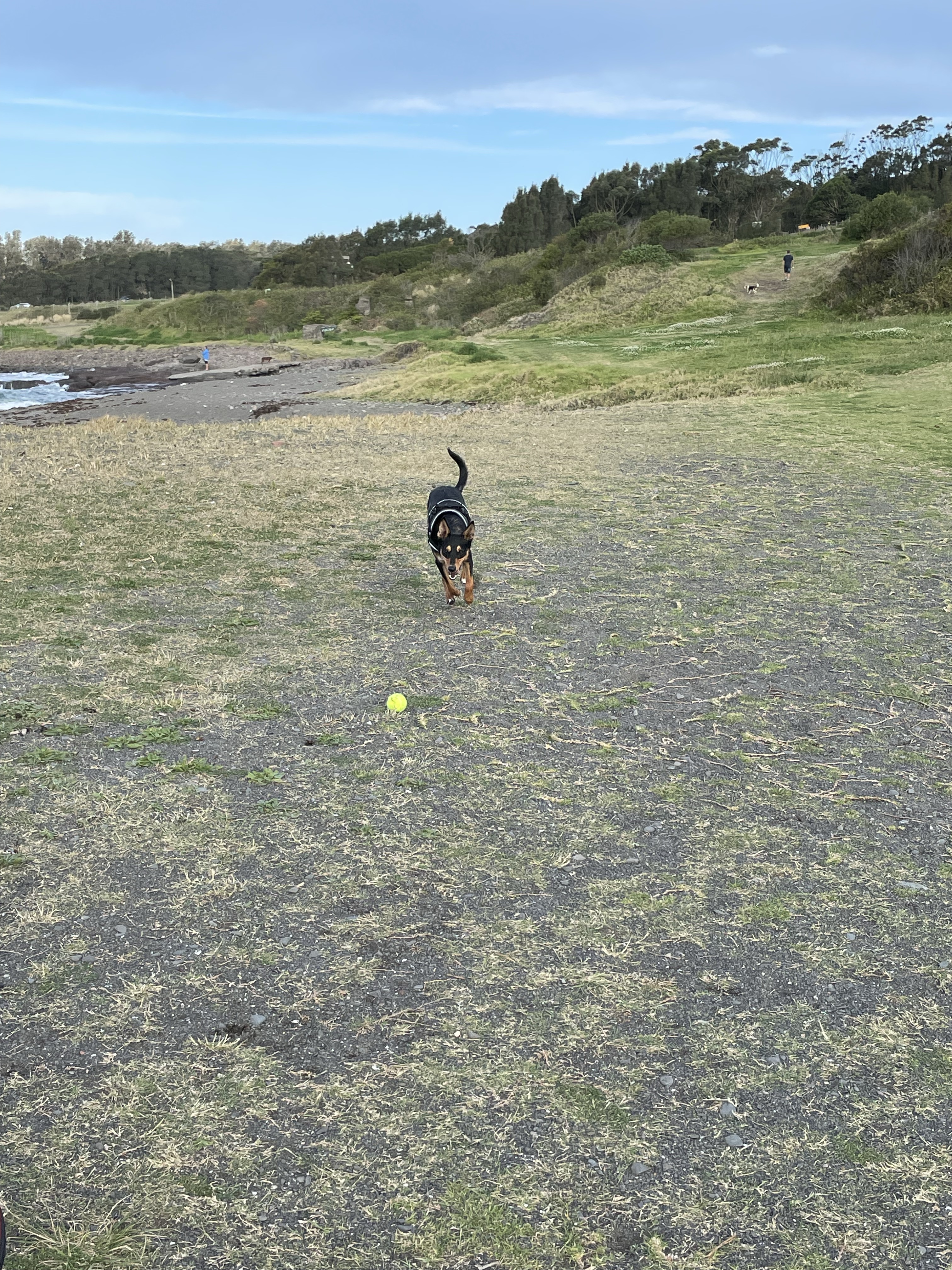 Shell Cove Dog Park