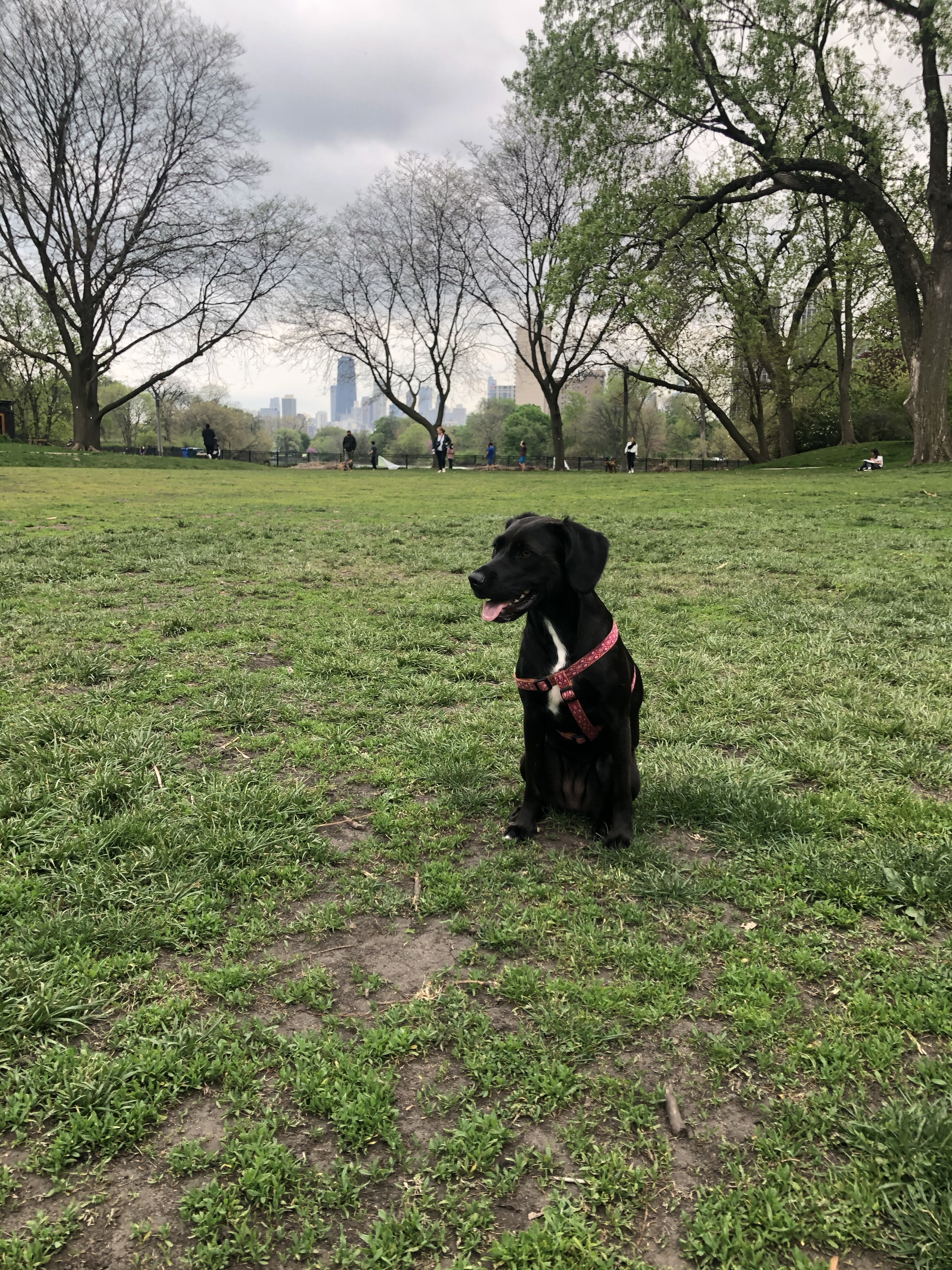 North Pond Nature Sanctuary Field