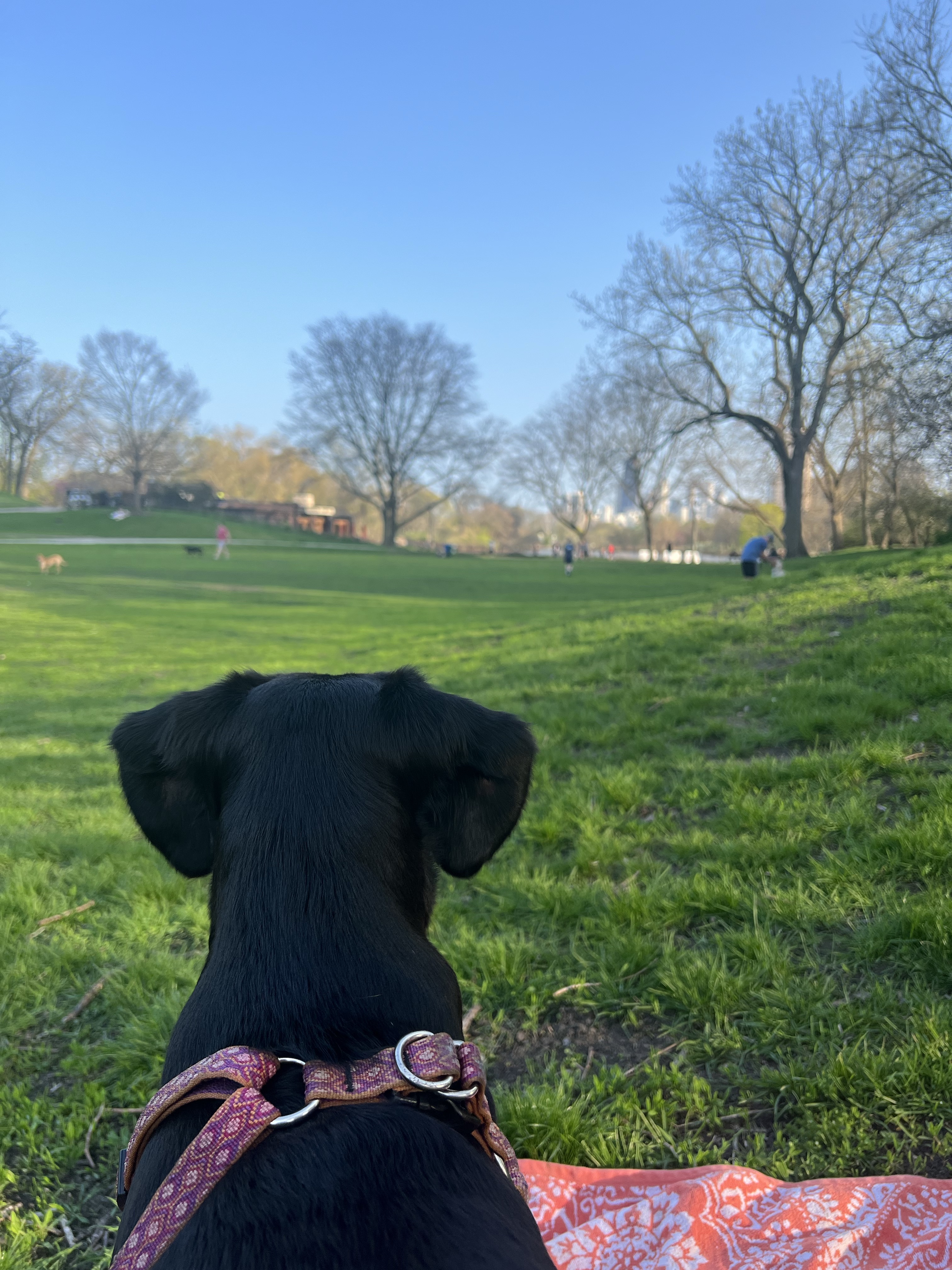 North Pond Nature Sanctuary Field