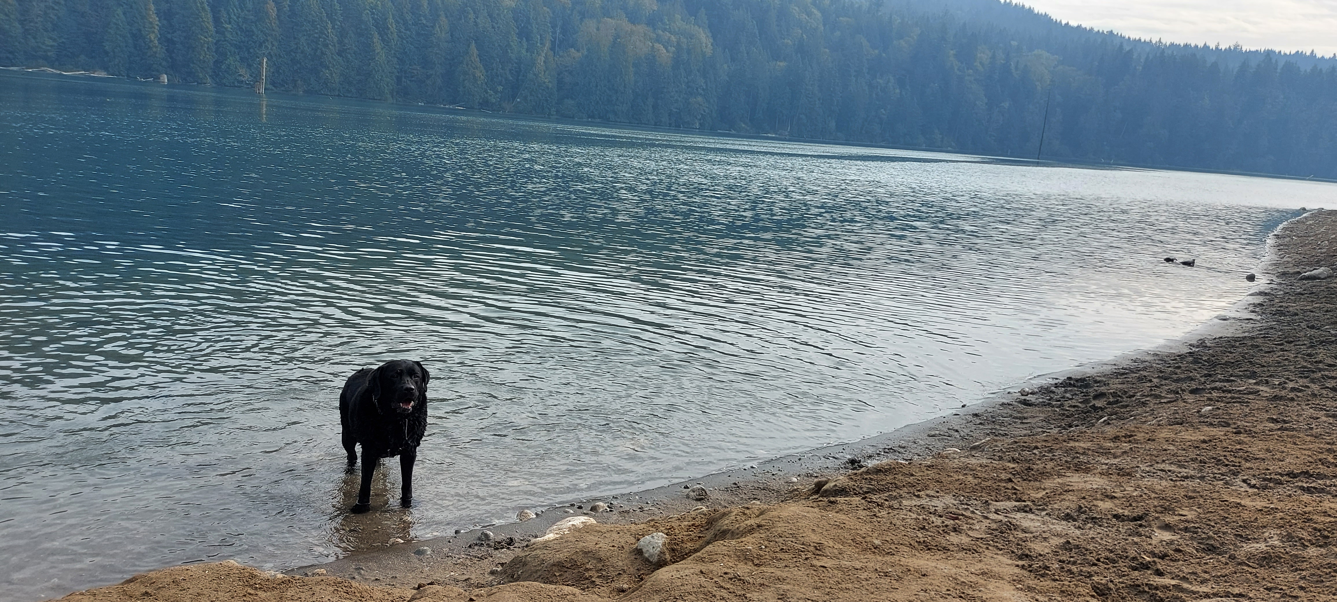 Hayward Lake Dog Beach