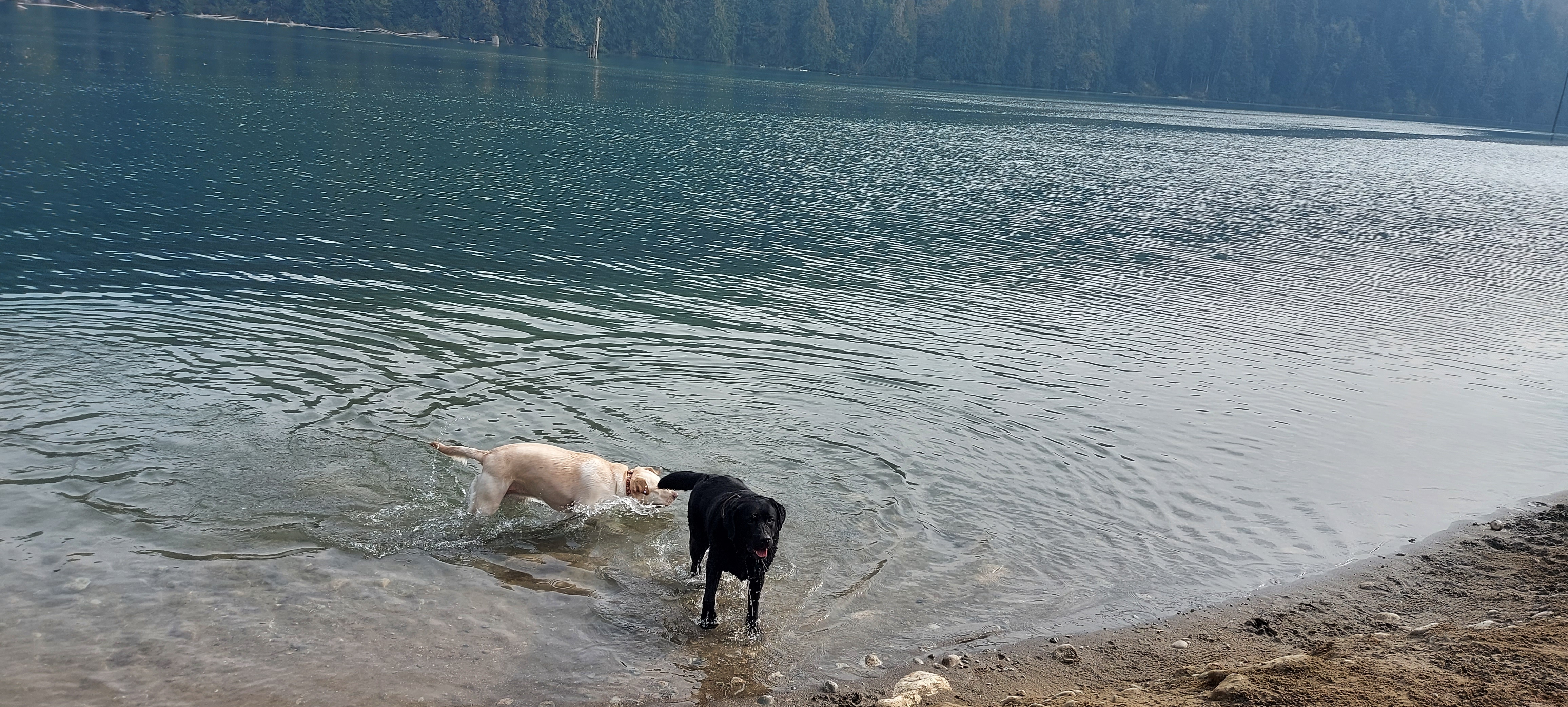 Hayward Lake Dog Beach