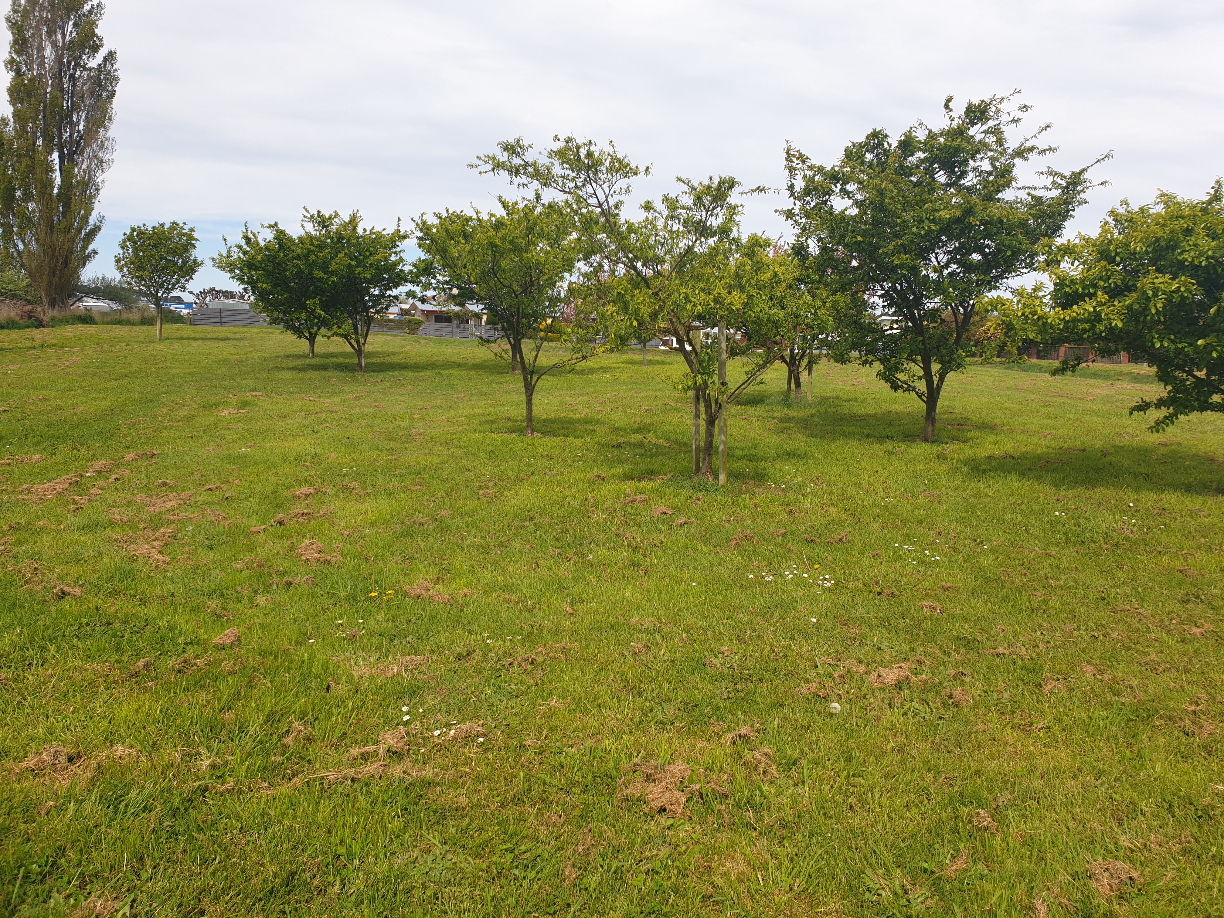 Berkley Place Dog Park