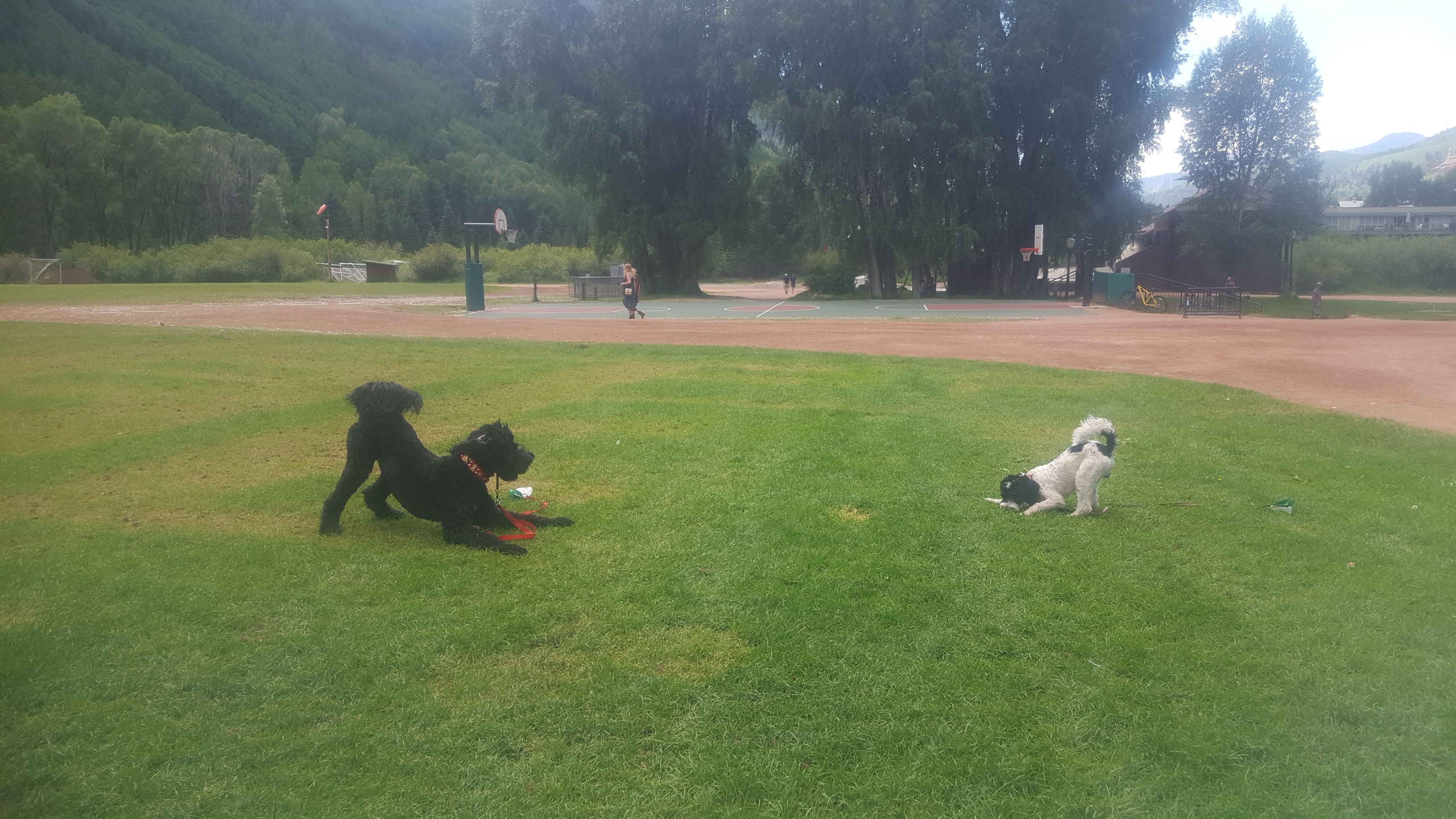 Telluride Town “Dog Park”