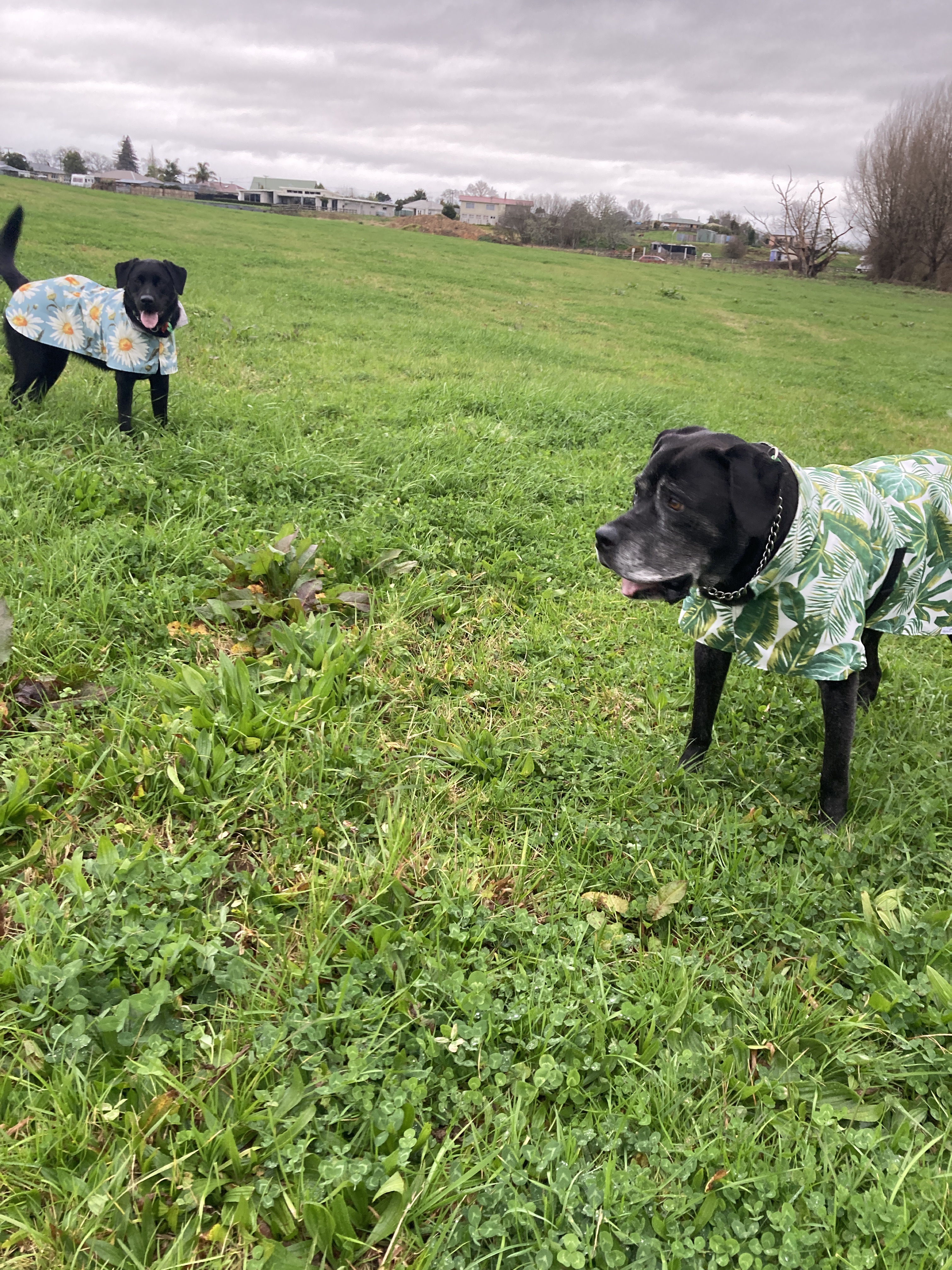 Otorohanga Off-Lead Dog Park