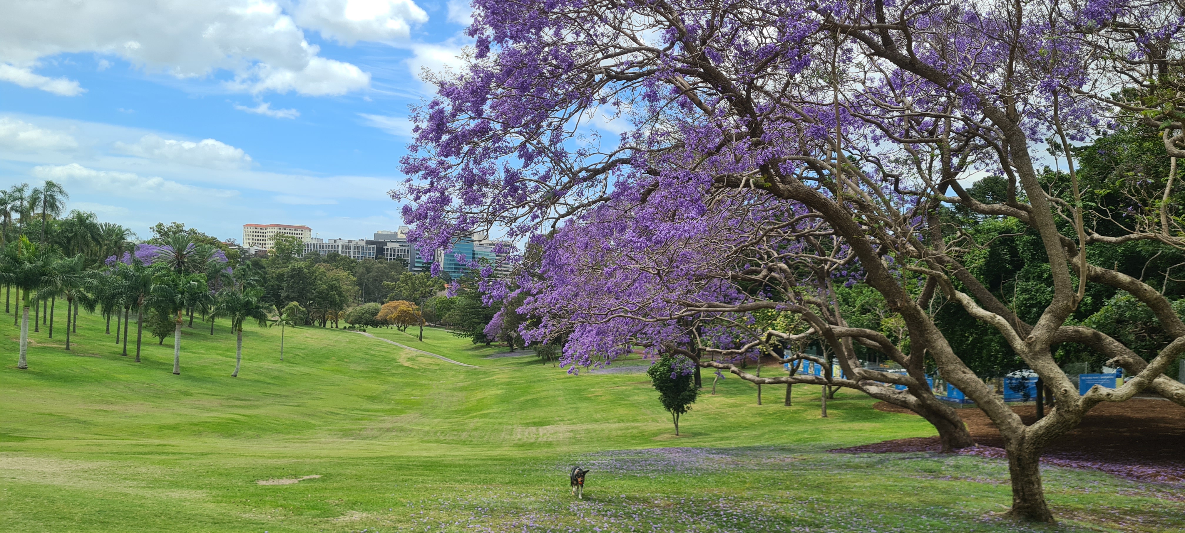 Victoria Park Golf course