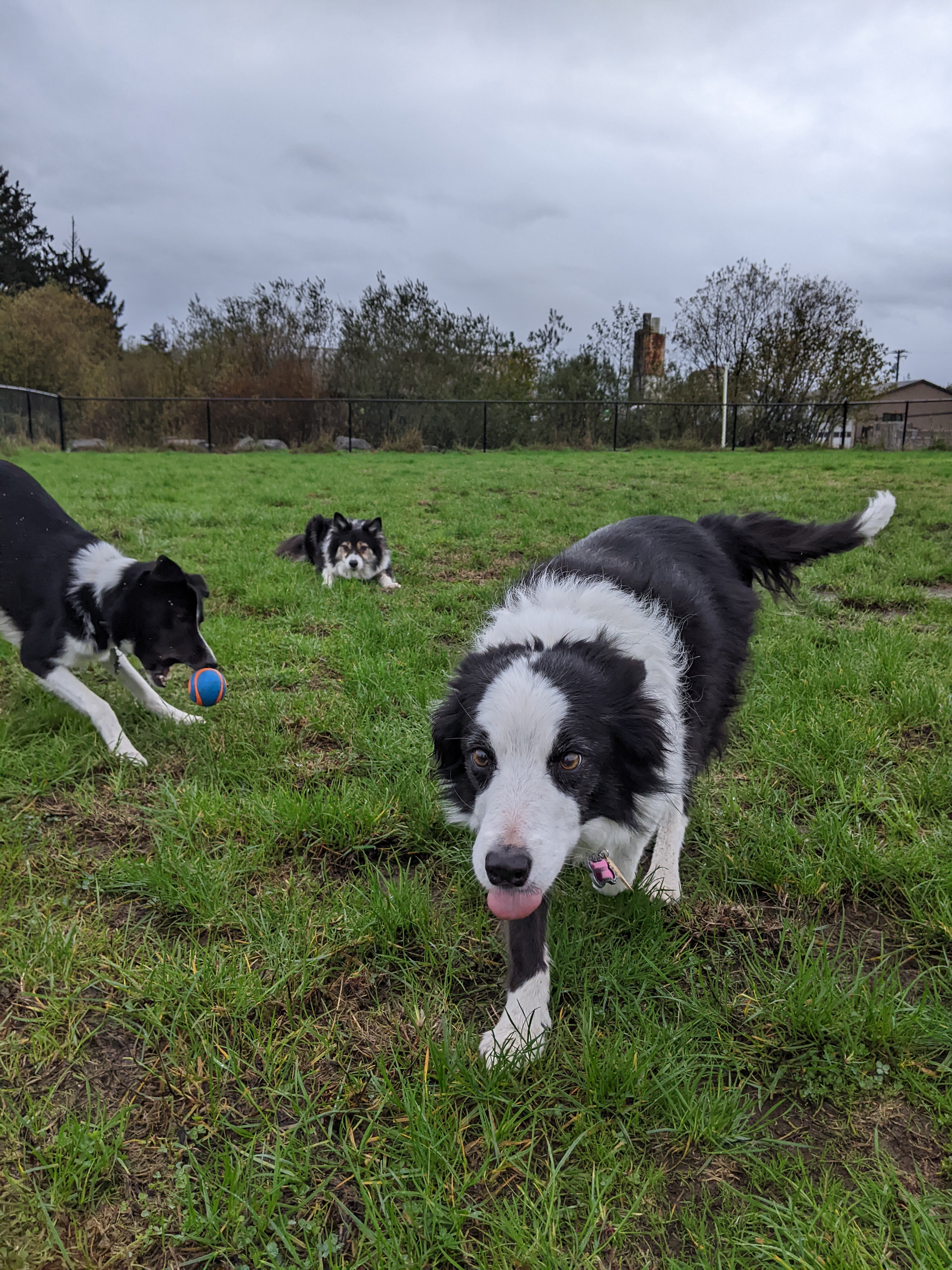 Tillamook Ironworks Bark Park