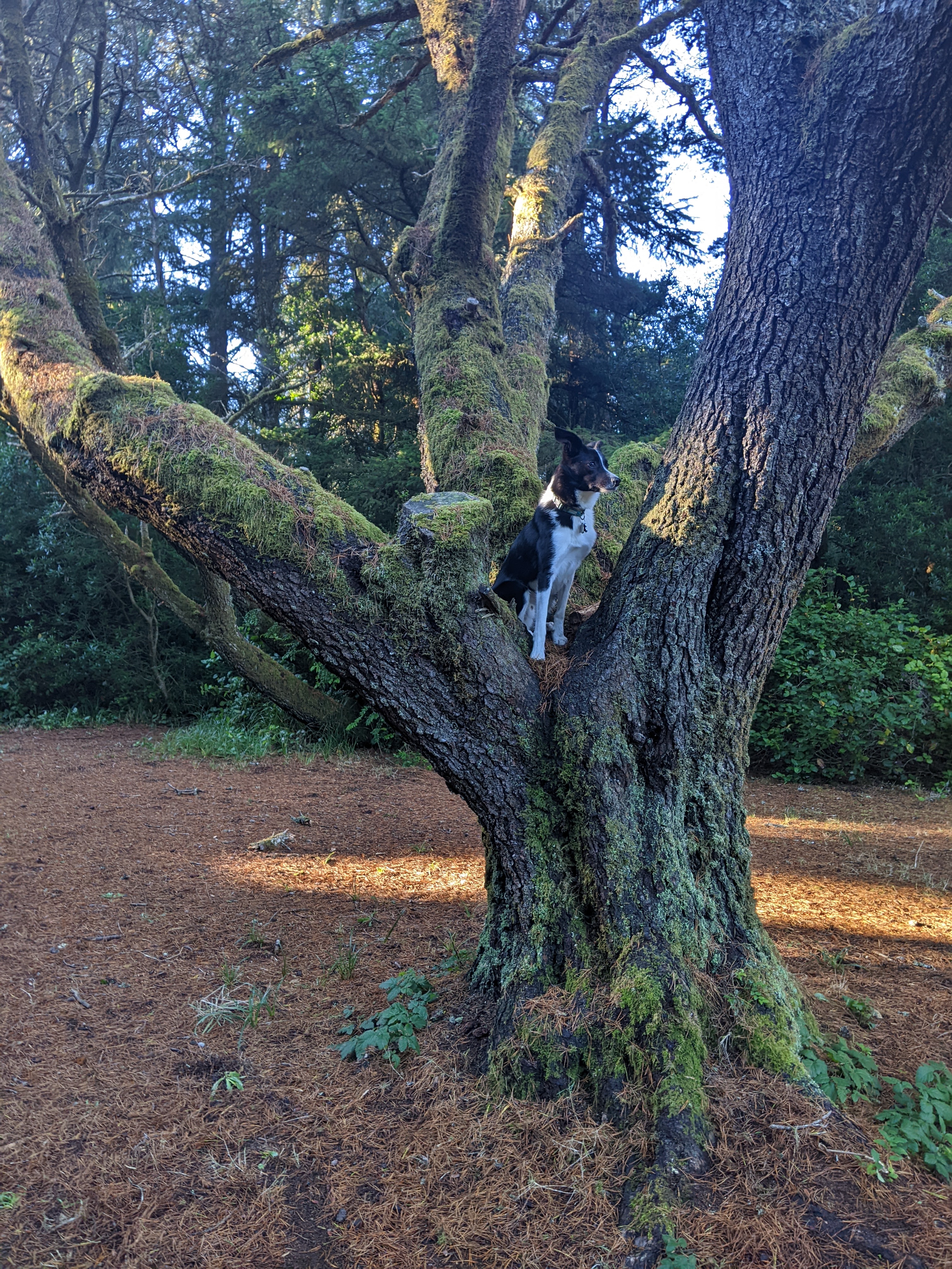 Bandon Off Leash Dog Park