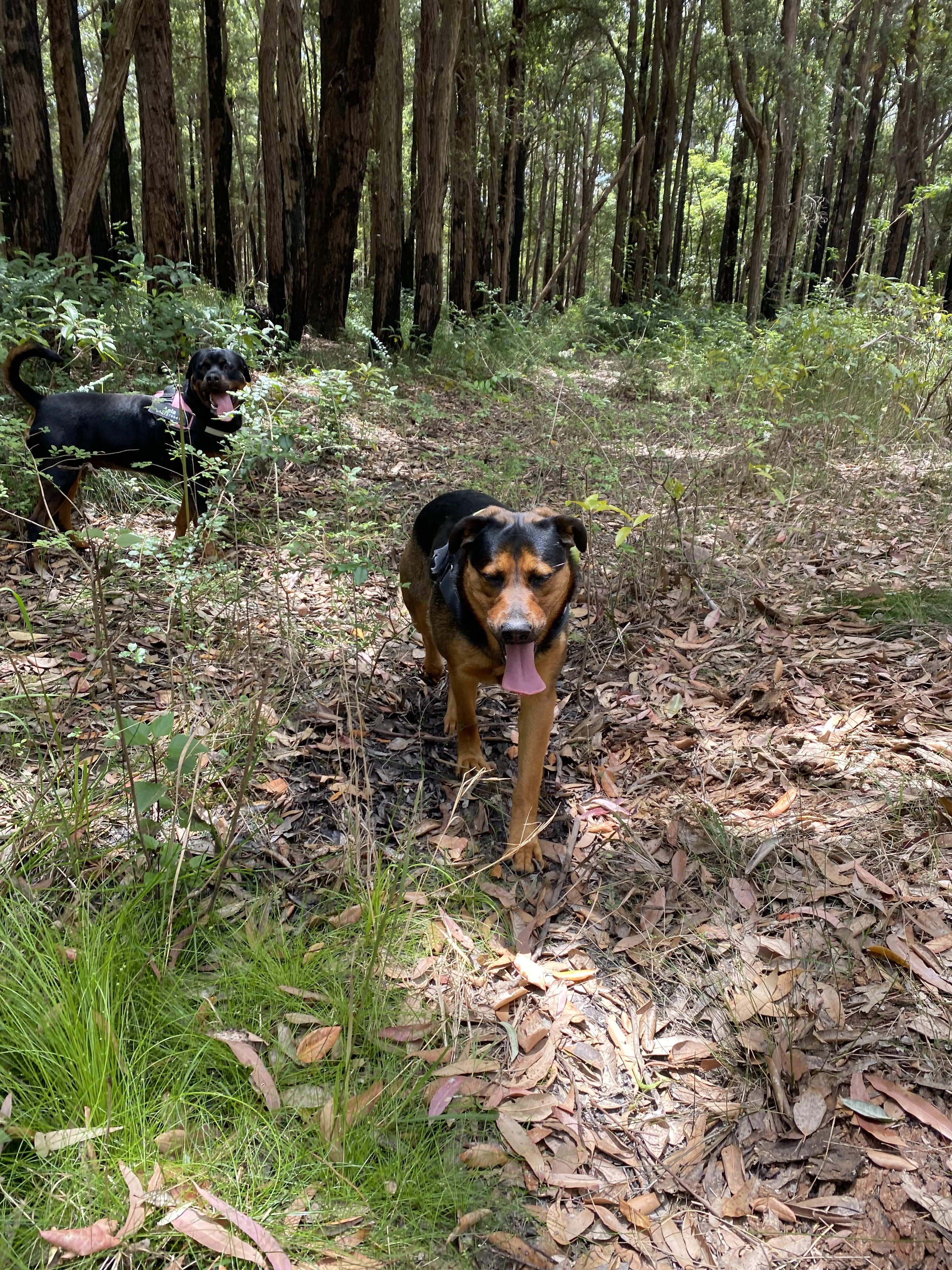 Dog Pound Creek Reserve Bush Walk