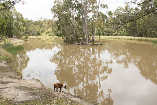Lilliput Lane Reserve