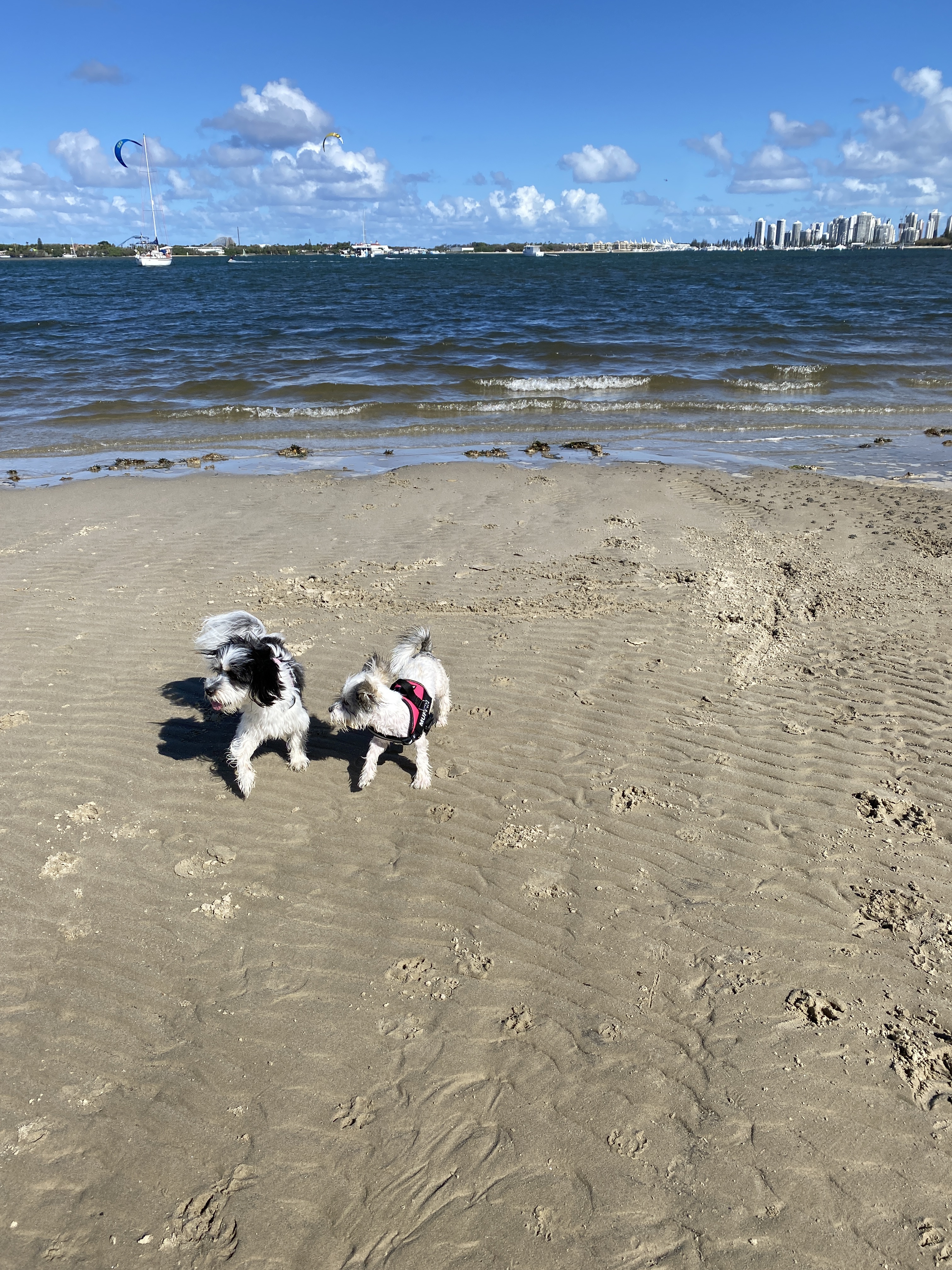 Len Fox Park Off-Leash Dog Beach