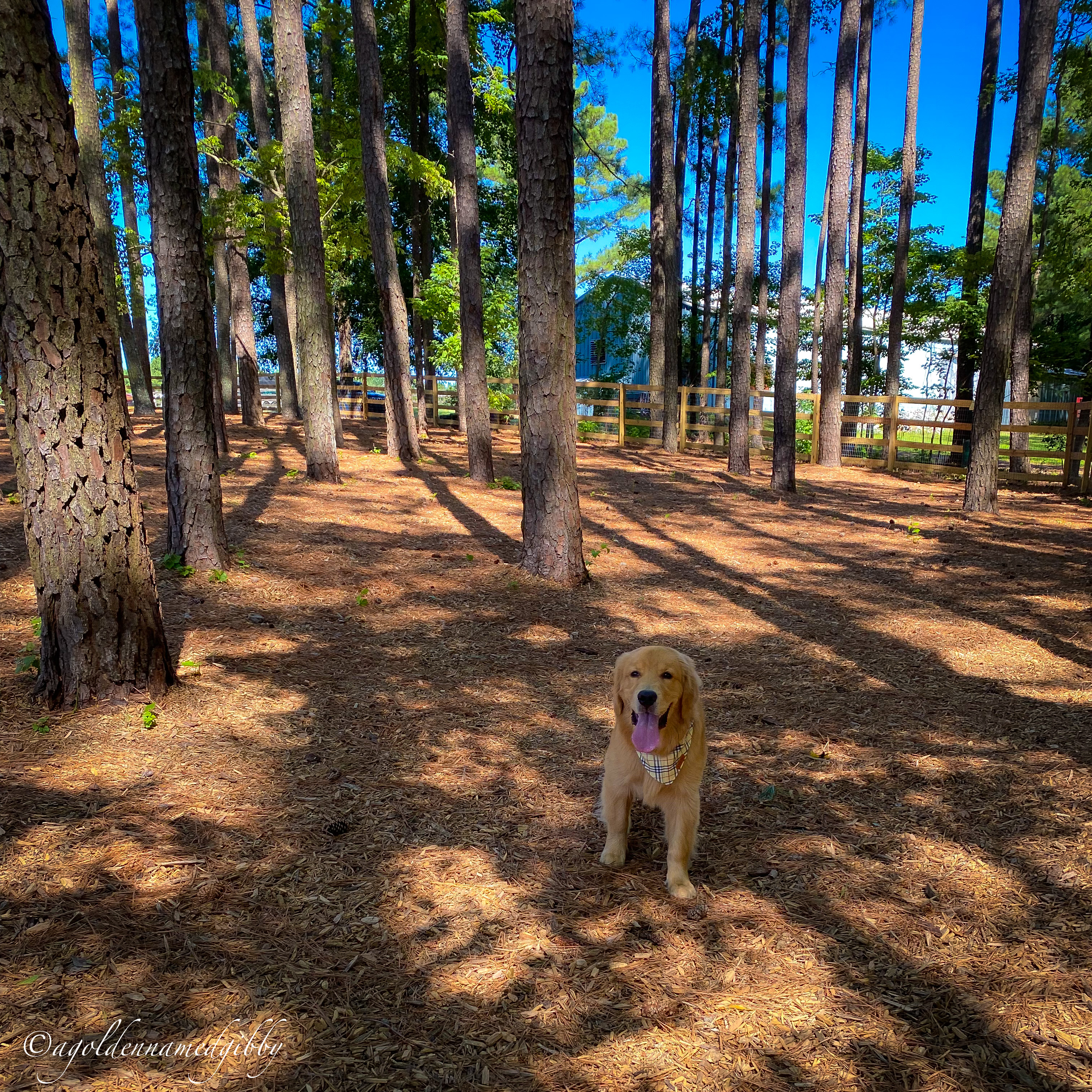 Dog Park at Sugg Farm