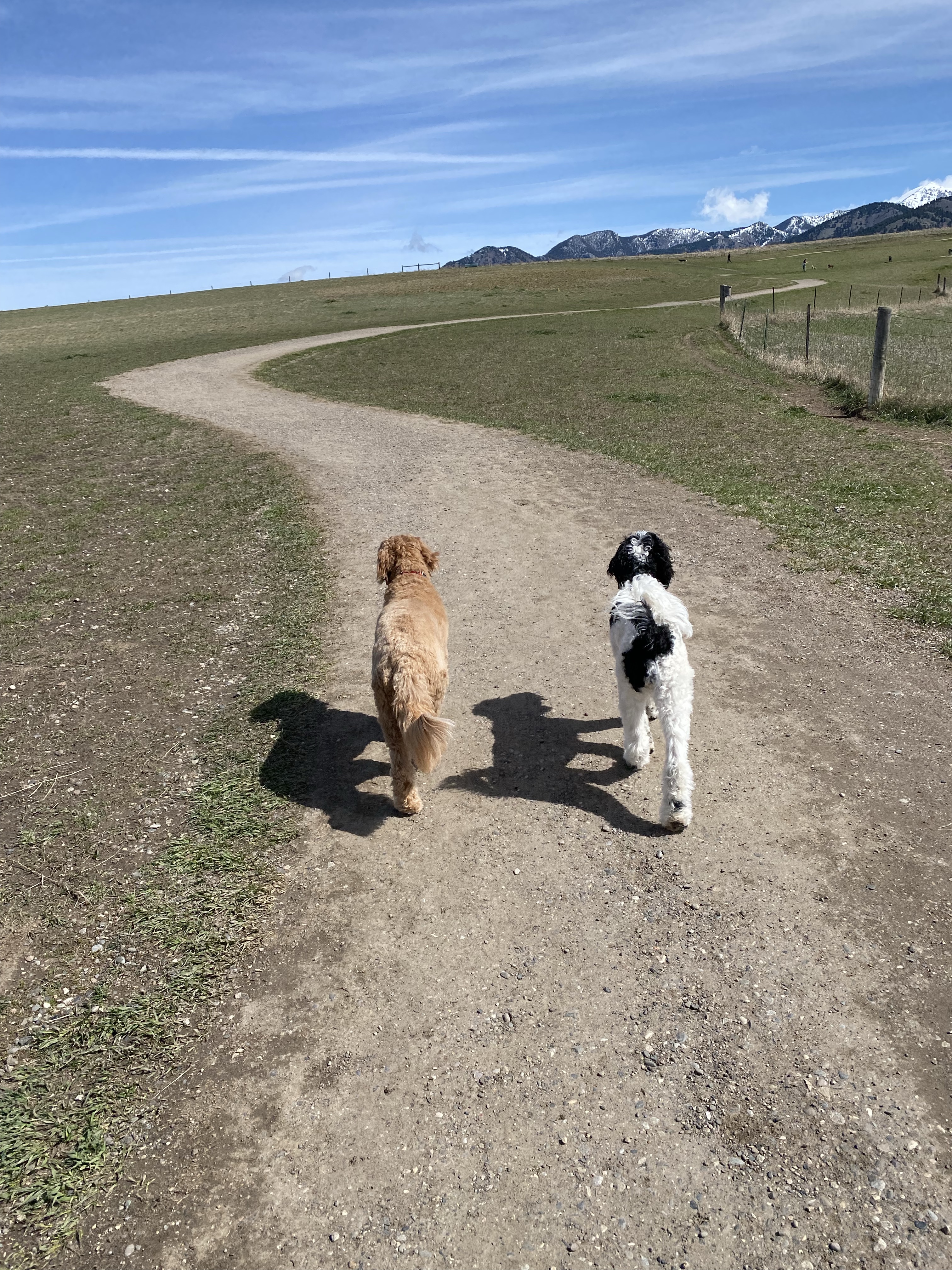 Snowfill Recreation Off-Leash Dog Park