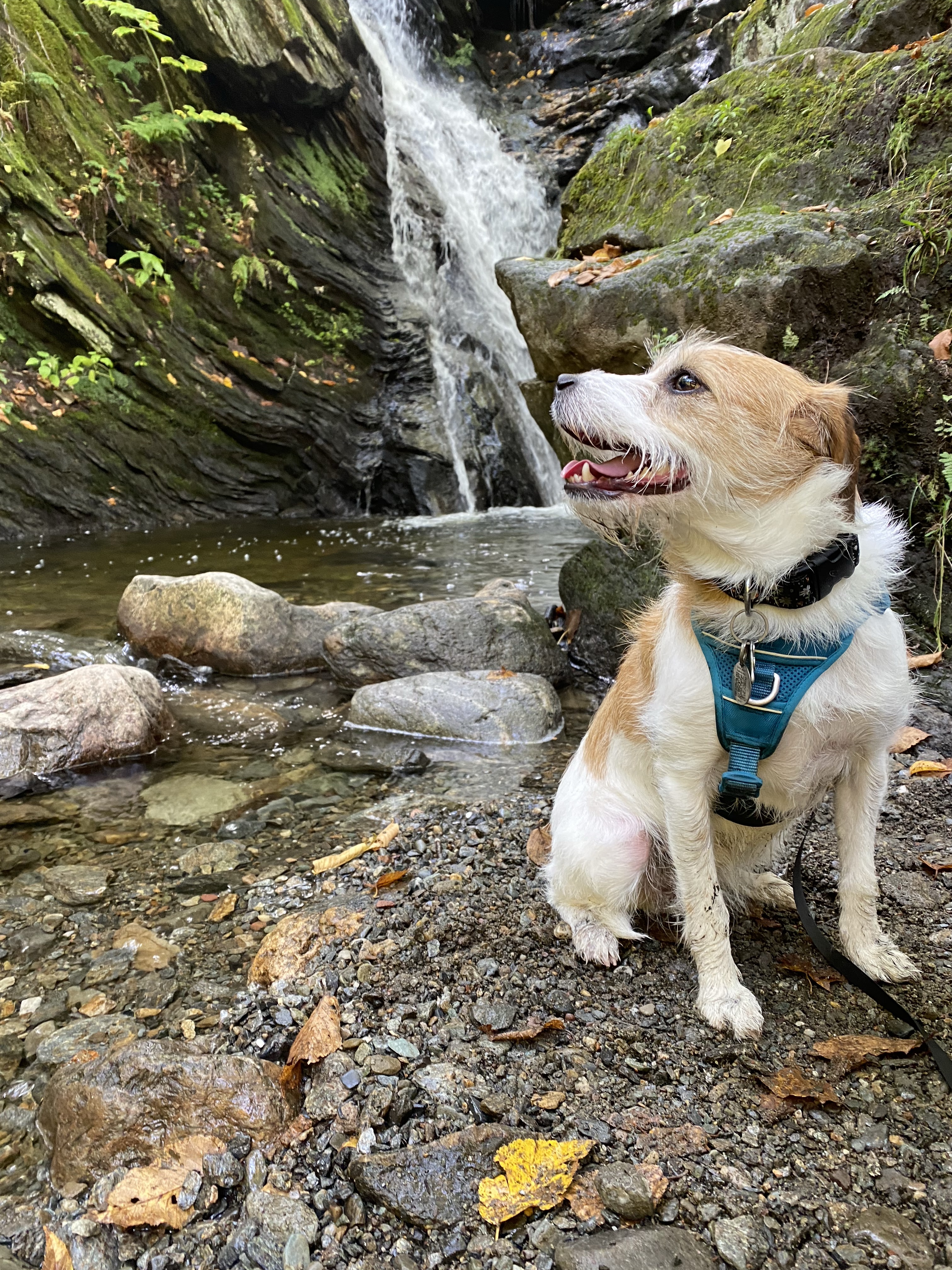 Parc d'environnement naturel de Sutton