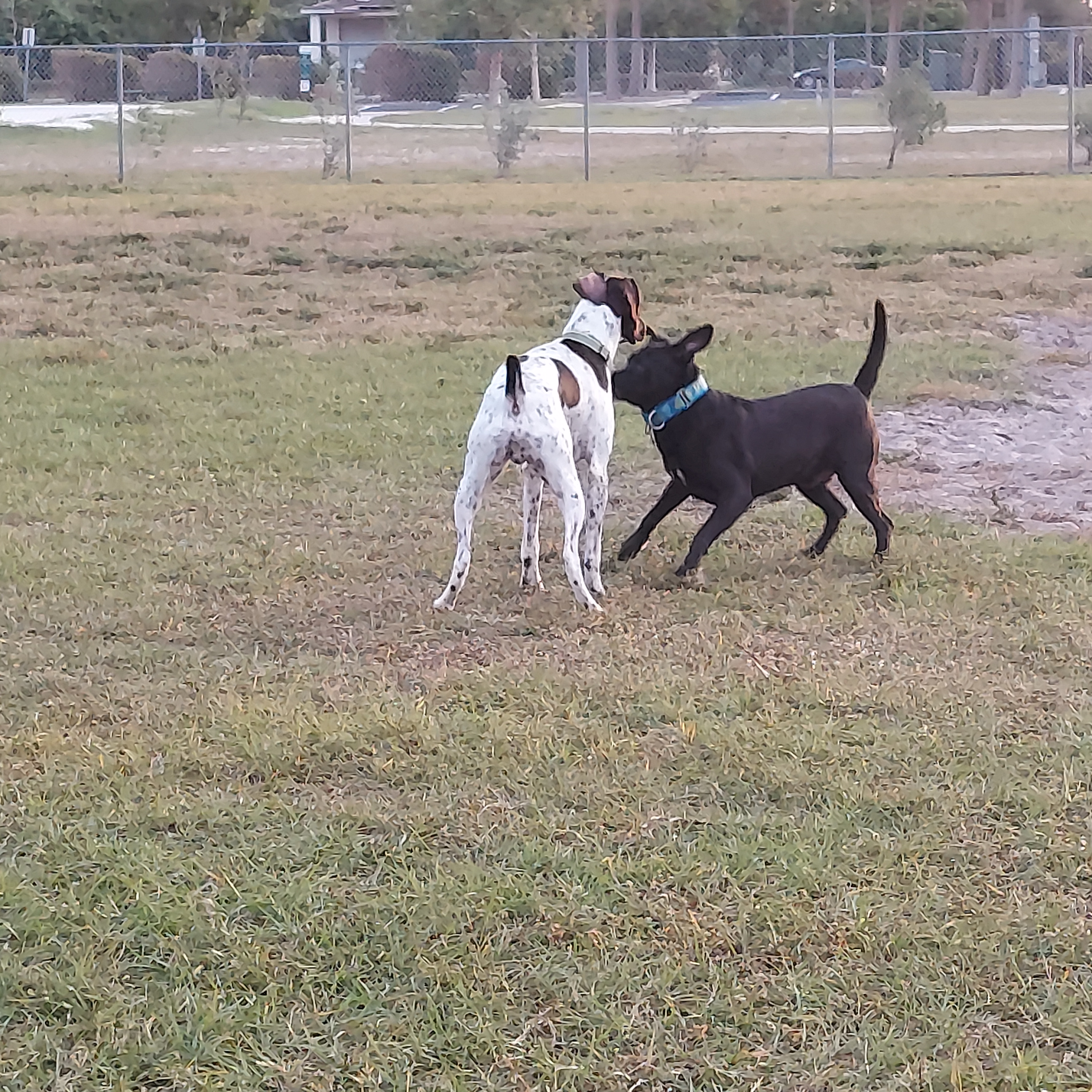 Ann & Chuck Dever Dog Park