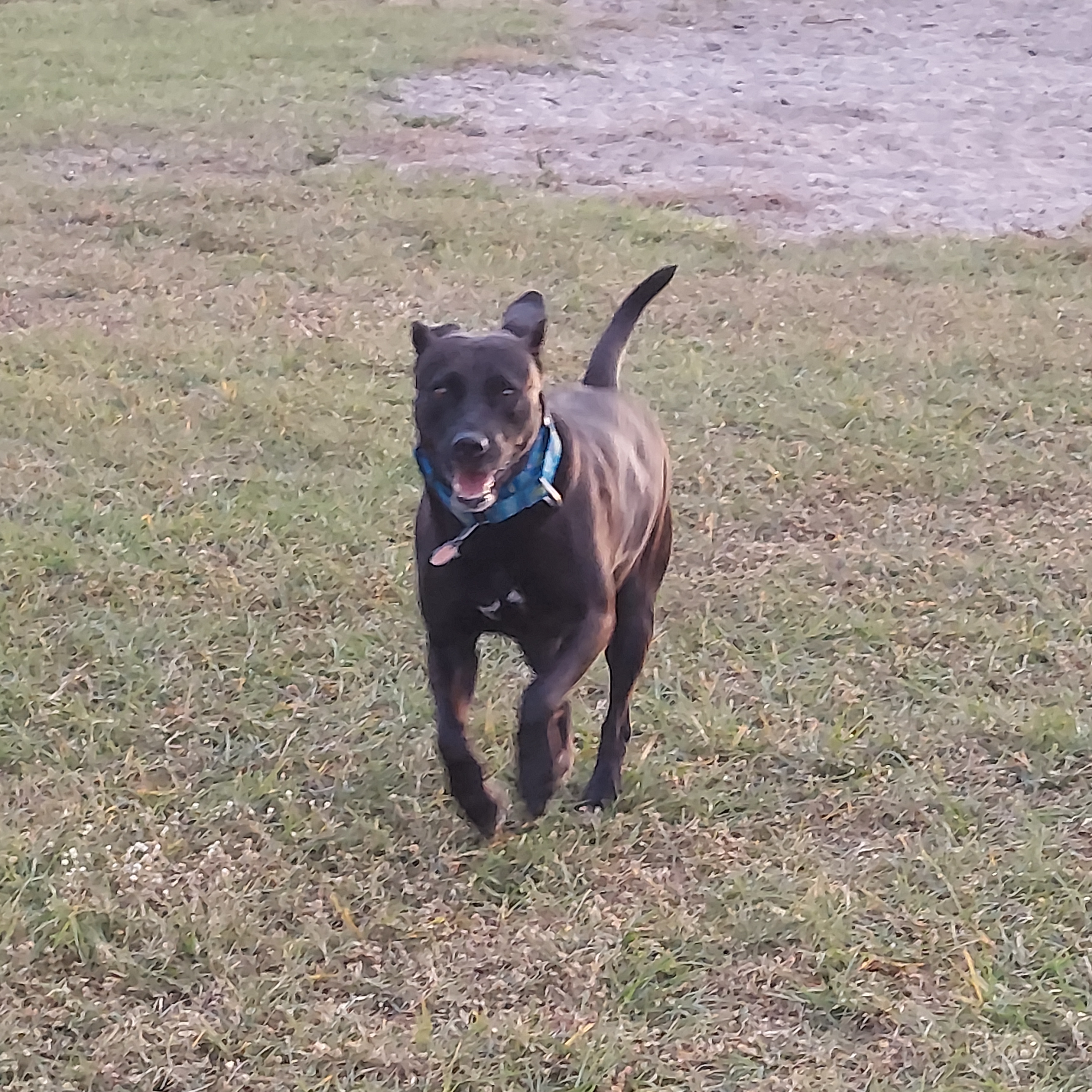 Ann & Chuck Dever Dog Park