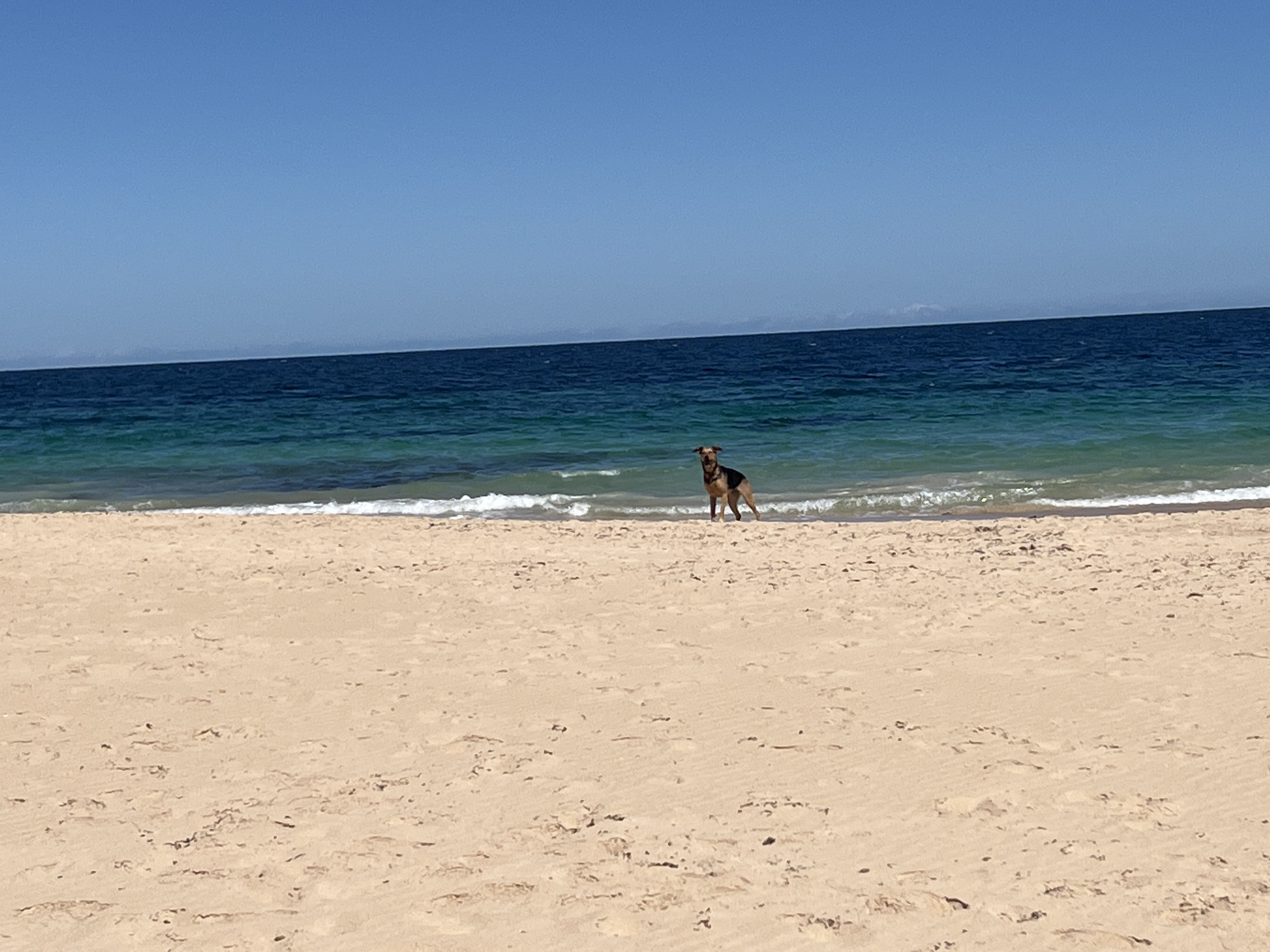 Ocean Drive Dog Beach