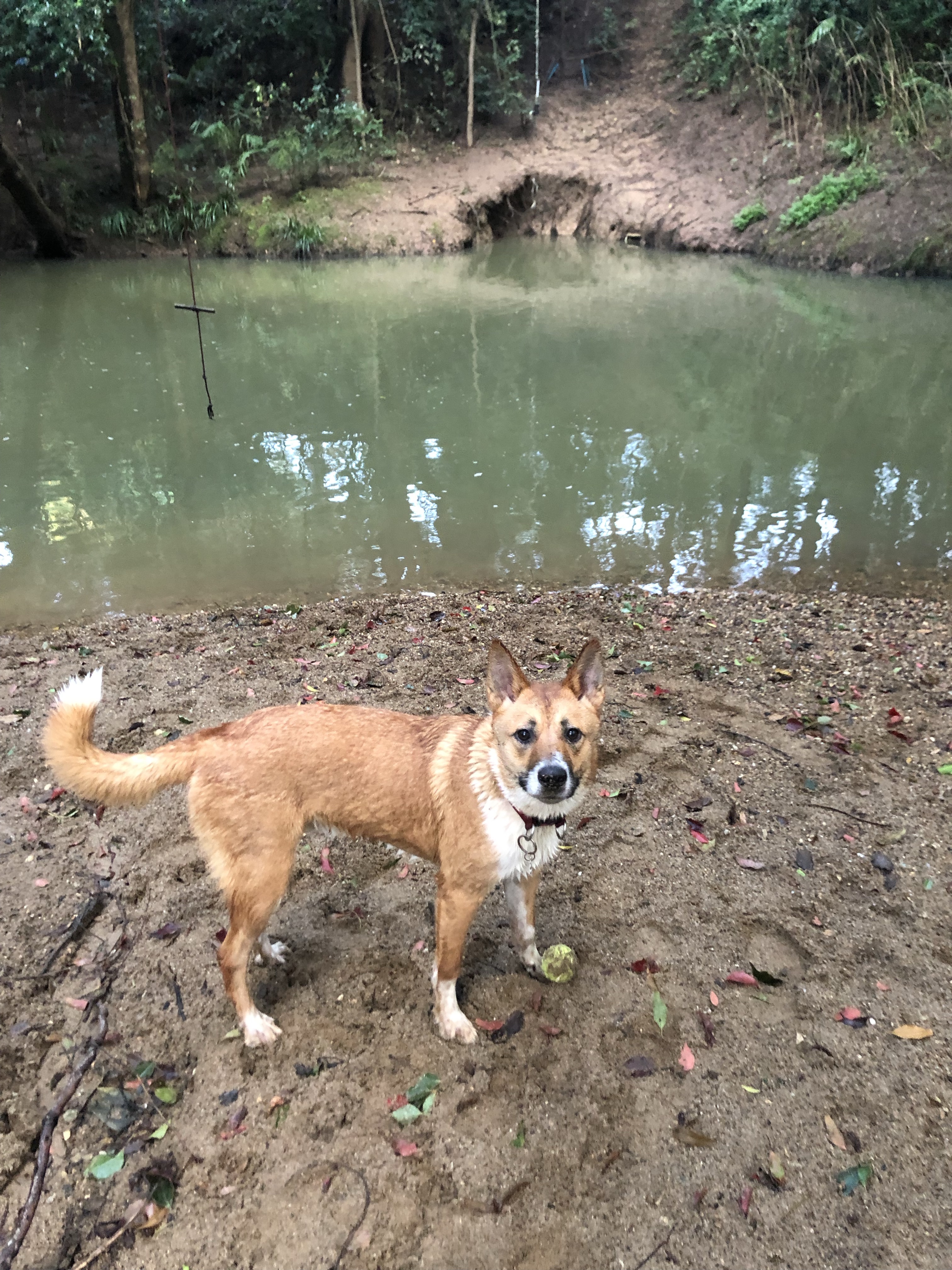 MULLUMBIMBY SHOWGROUND