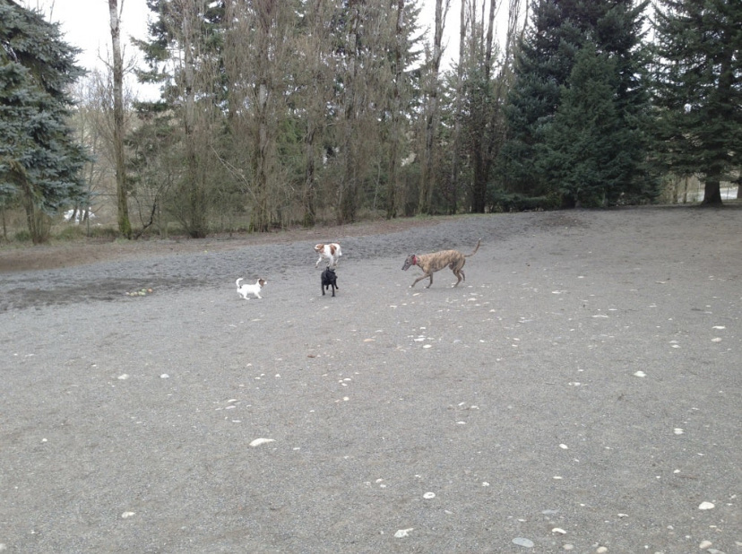 Frank Raab Off-Leash Dog Park
