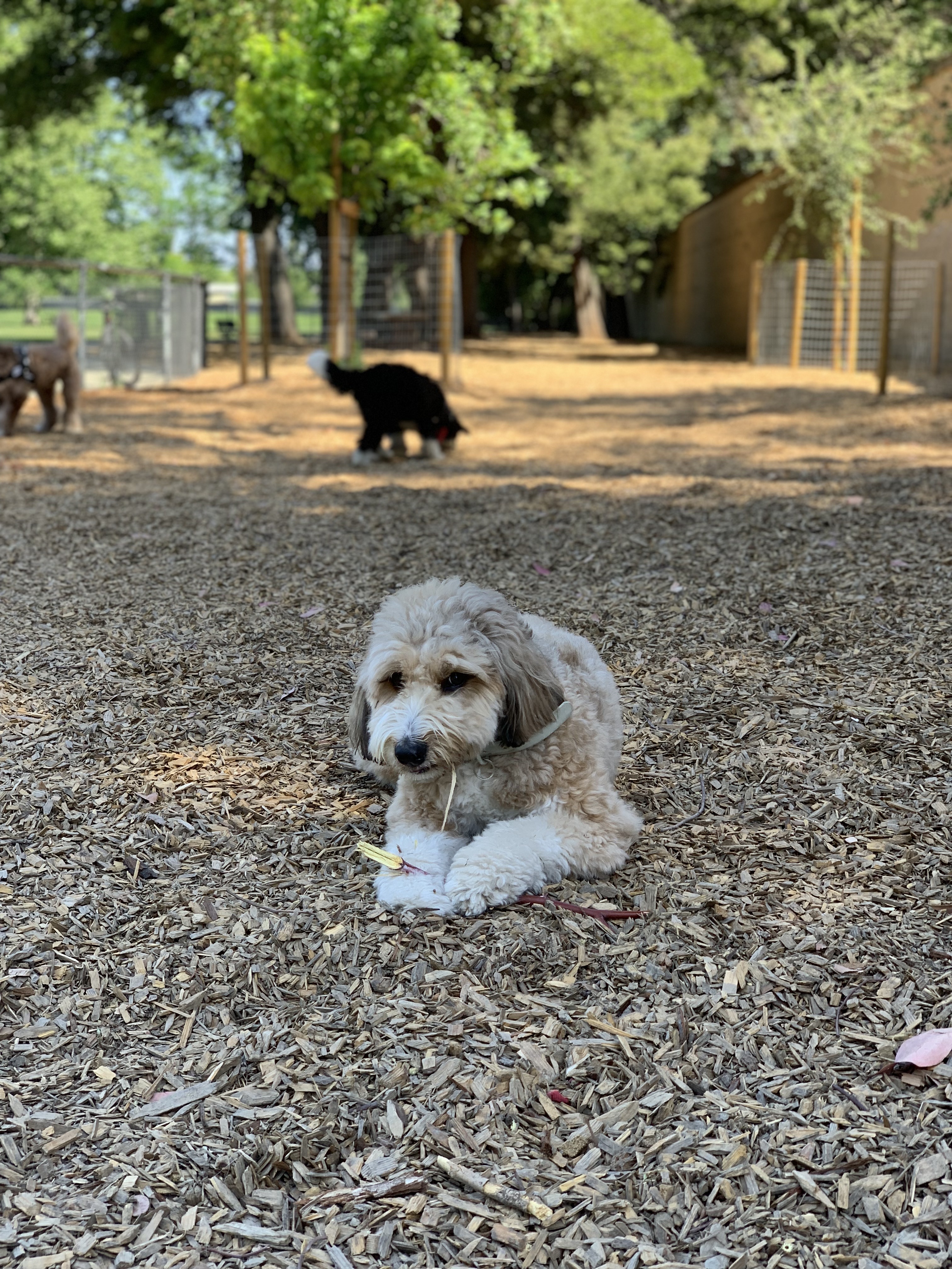 Muirwood Community Dog Park
