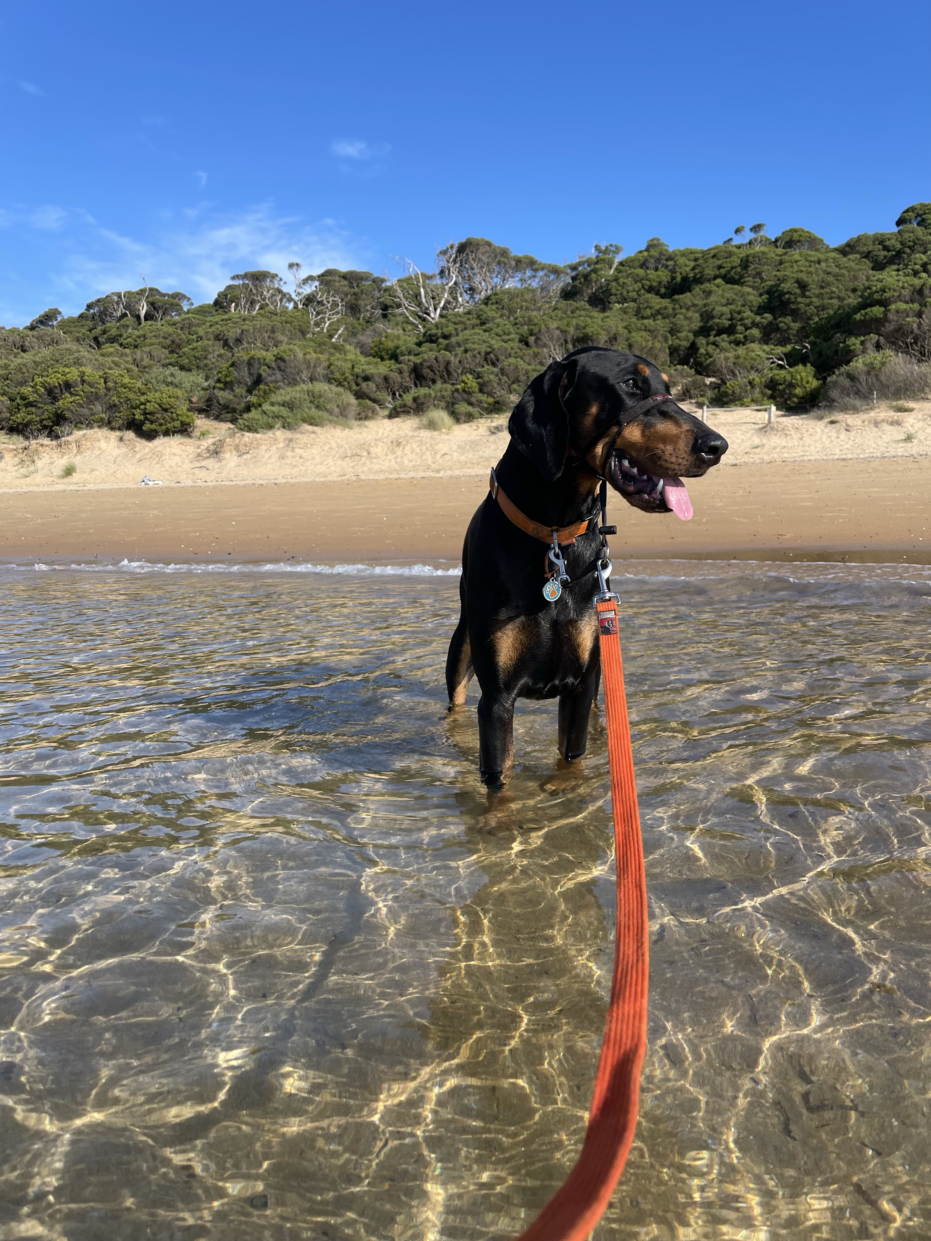 Cowes West Dog Friendly Beach
