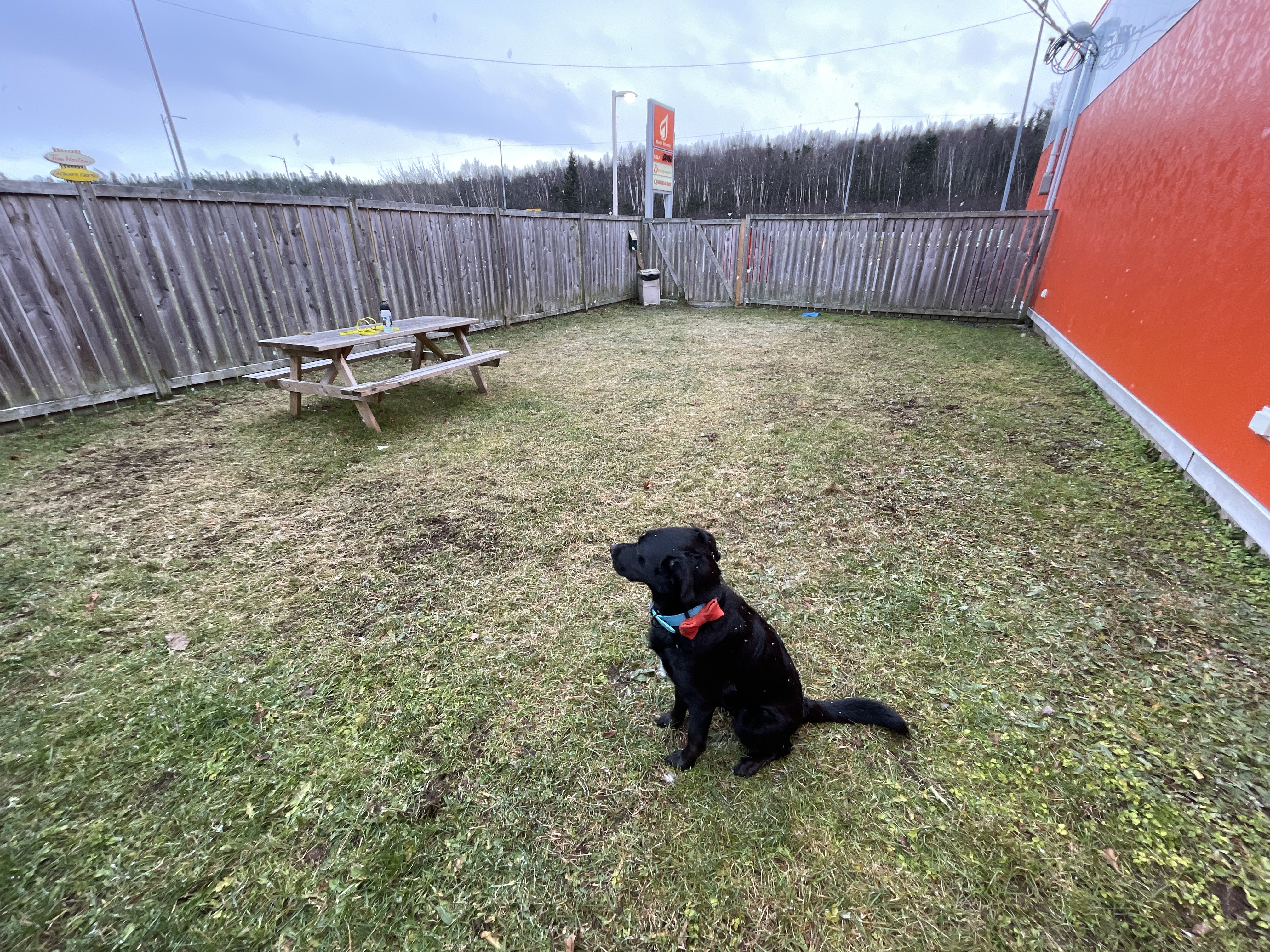 North Atlantic Fenced-In Dog Area