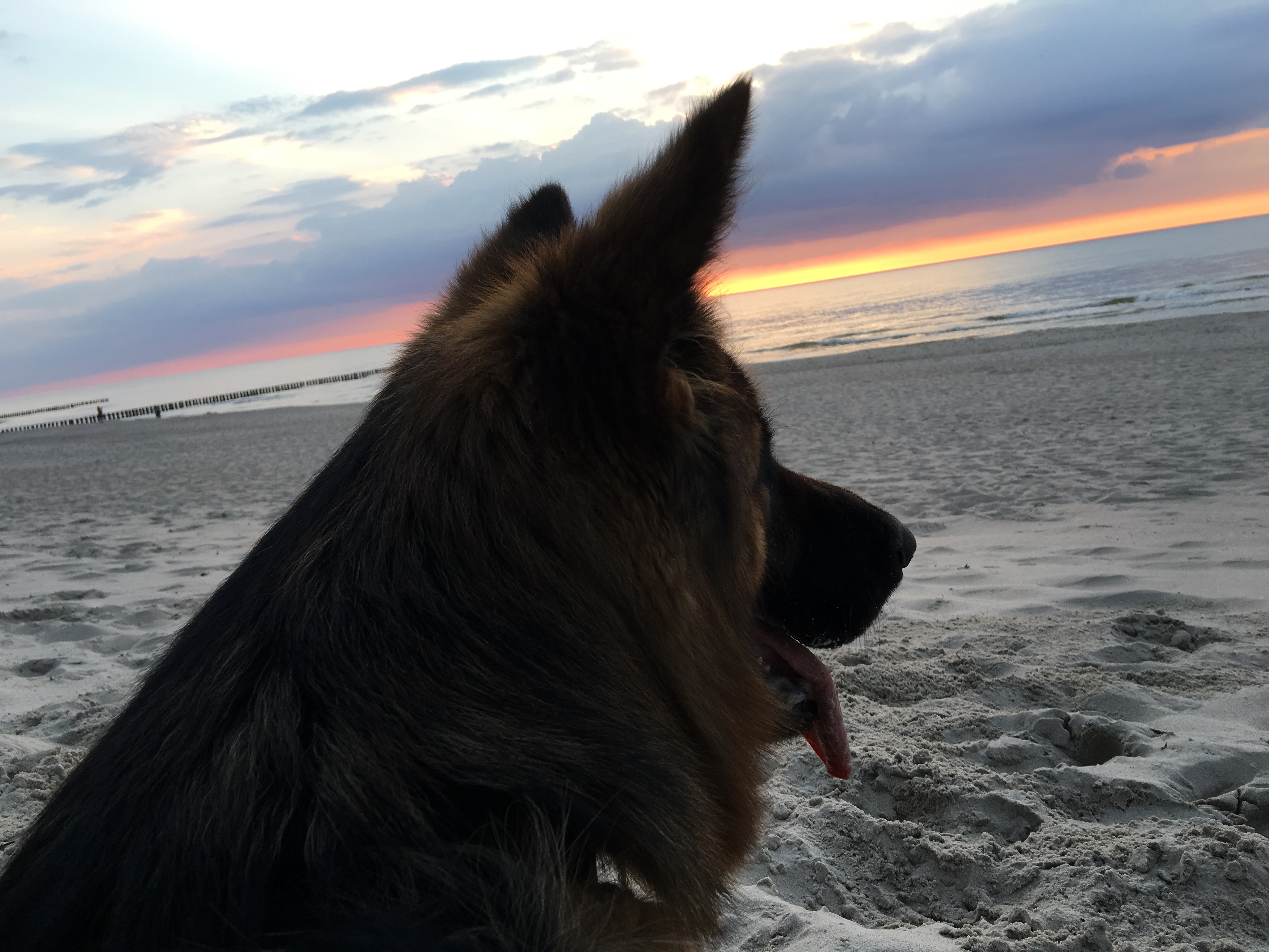 Plaża dla psów-off leash