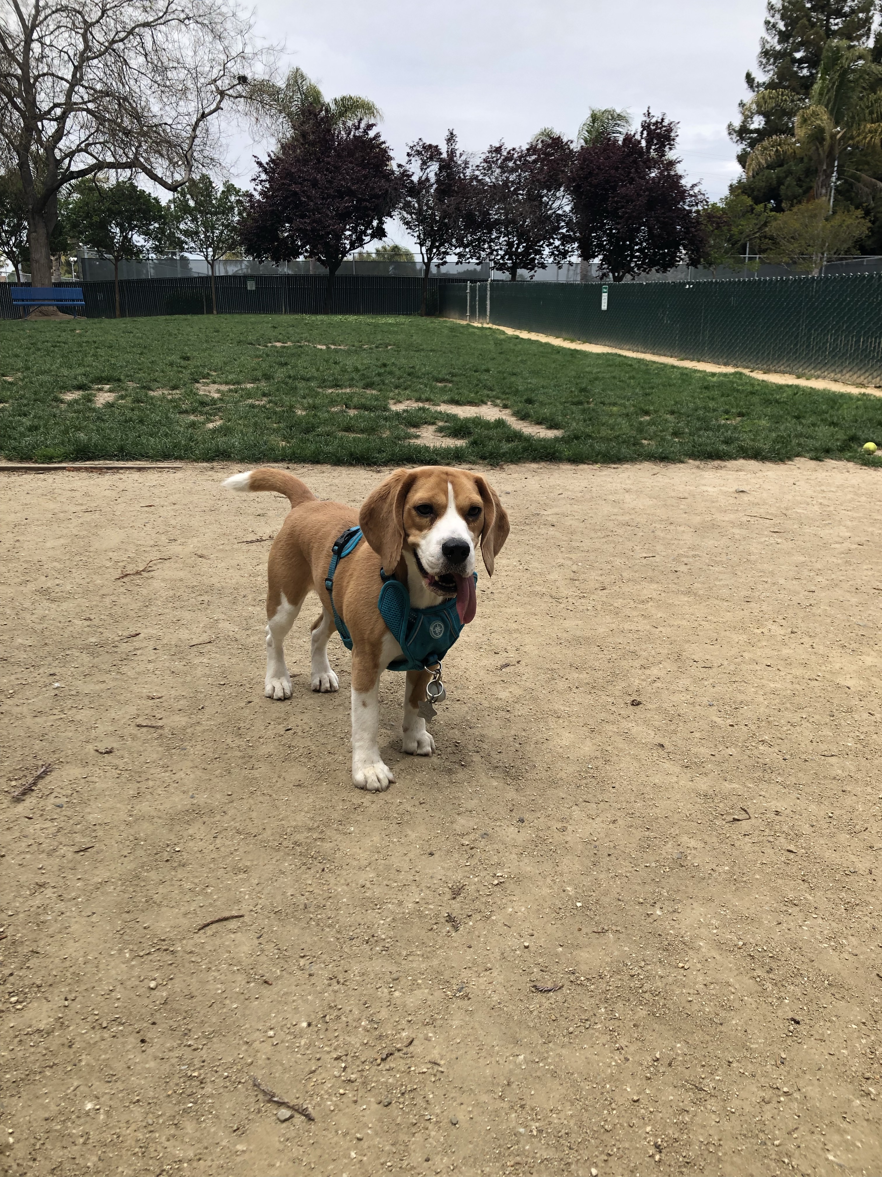 Las Palmas Dog Park