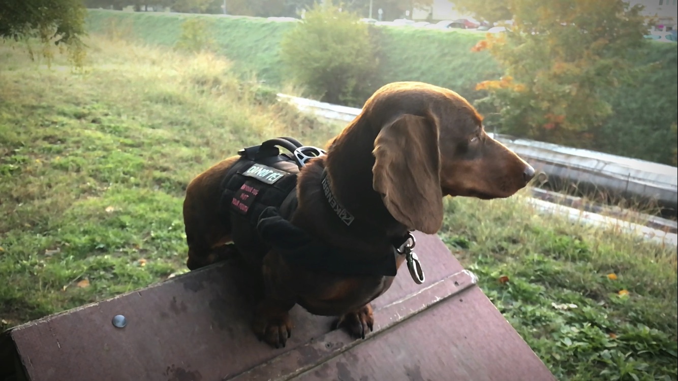 Százhalombatta Városi Kutyafuttató