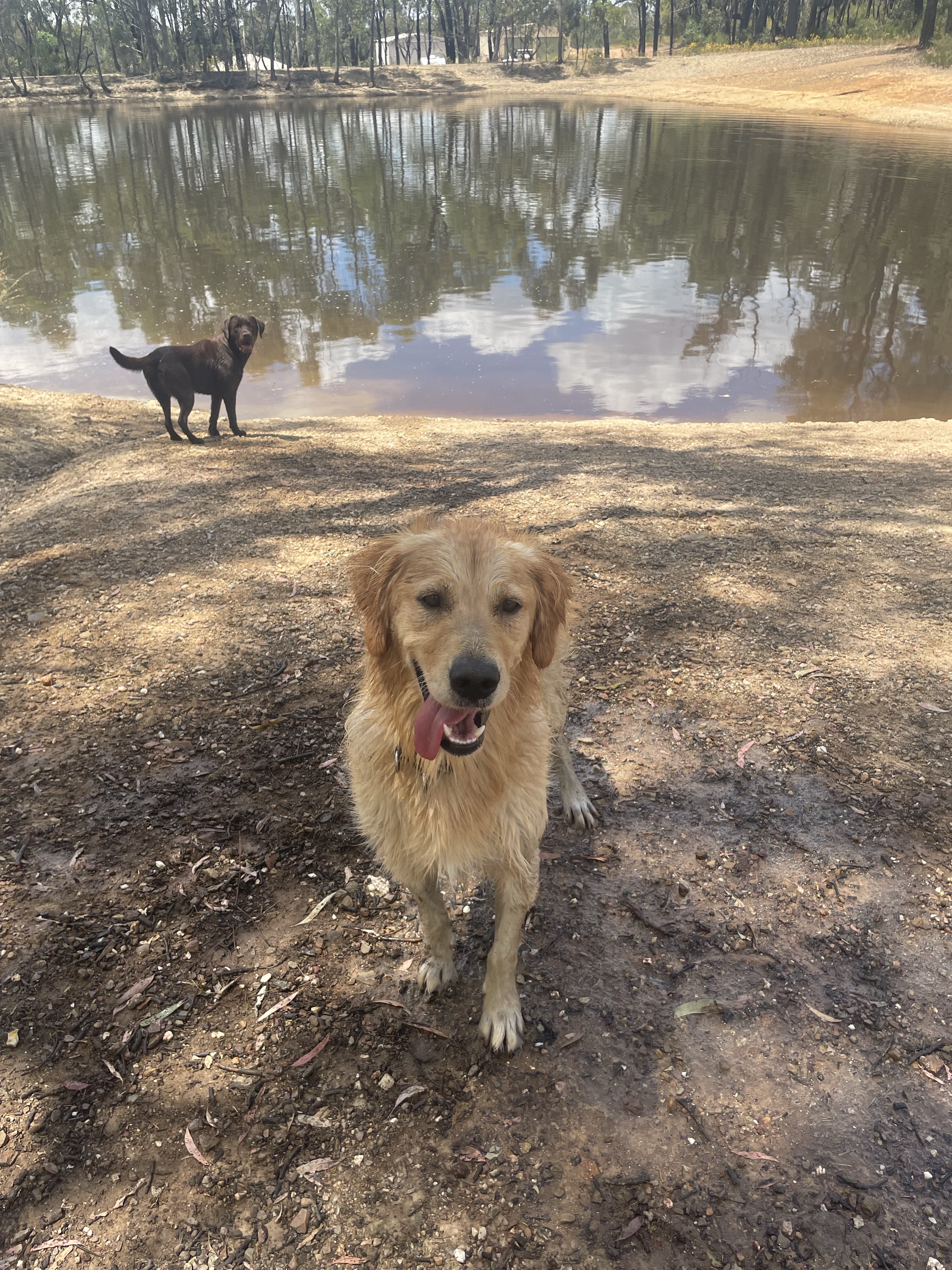 Diamond Hill Walking Track