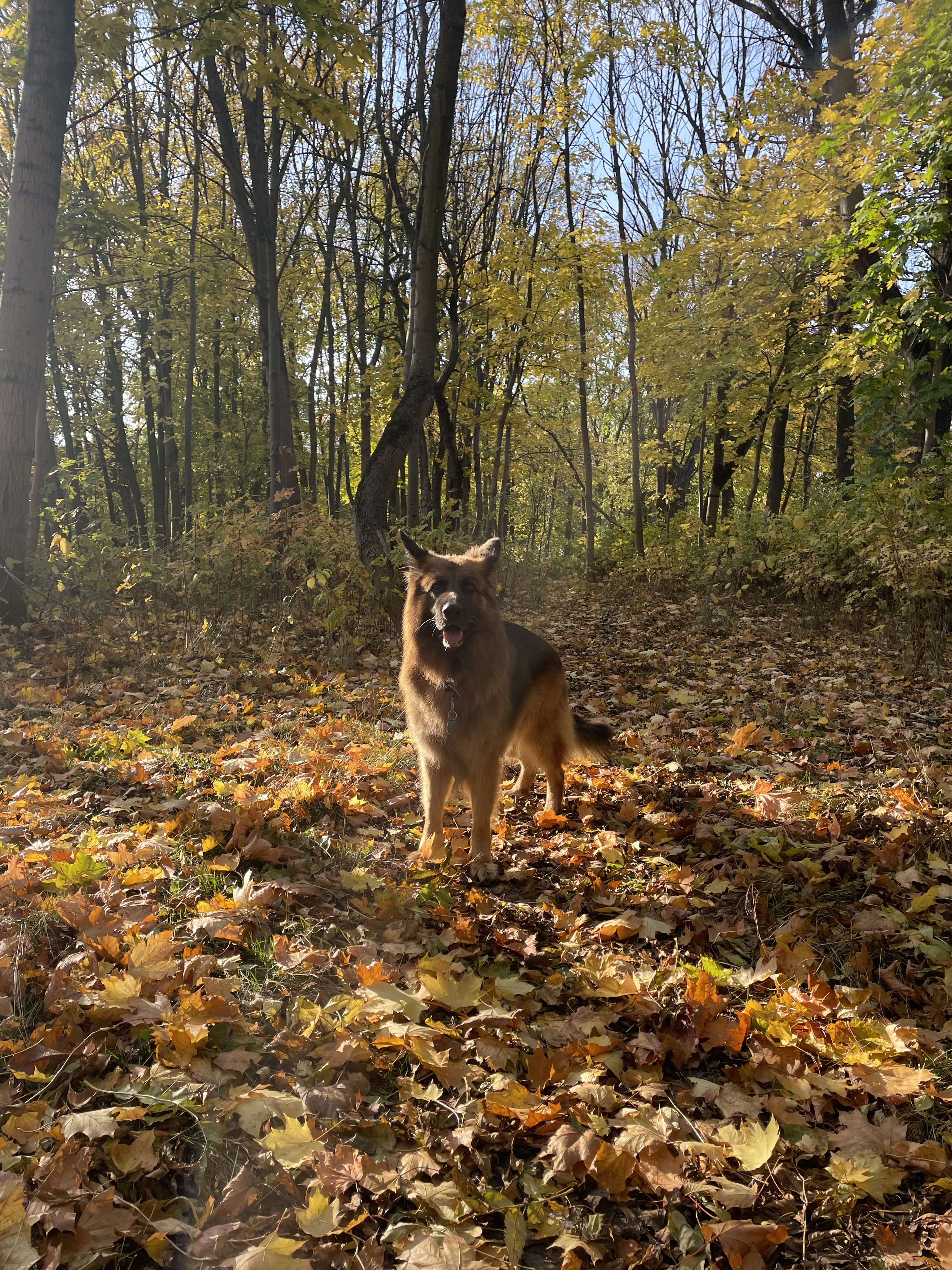Park Dziekanka - Off-leash Dog Park