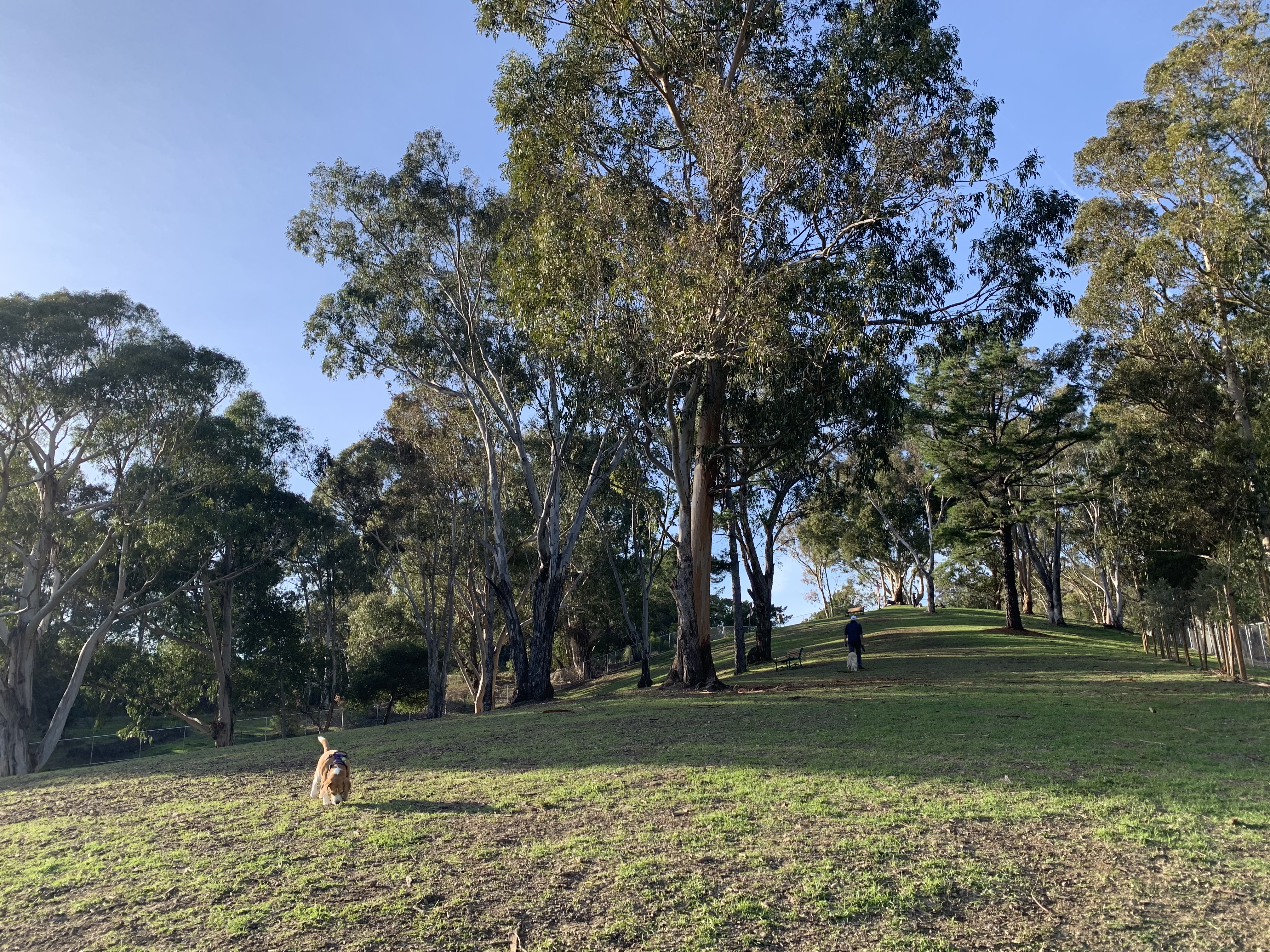 Skyline Dog Park