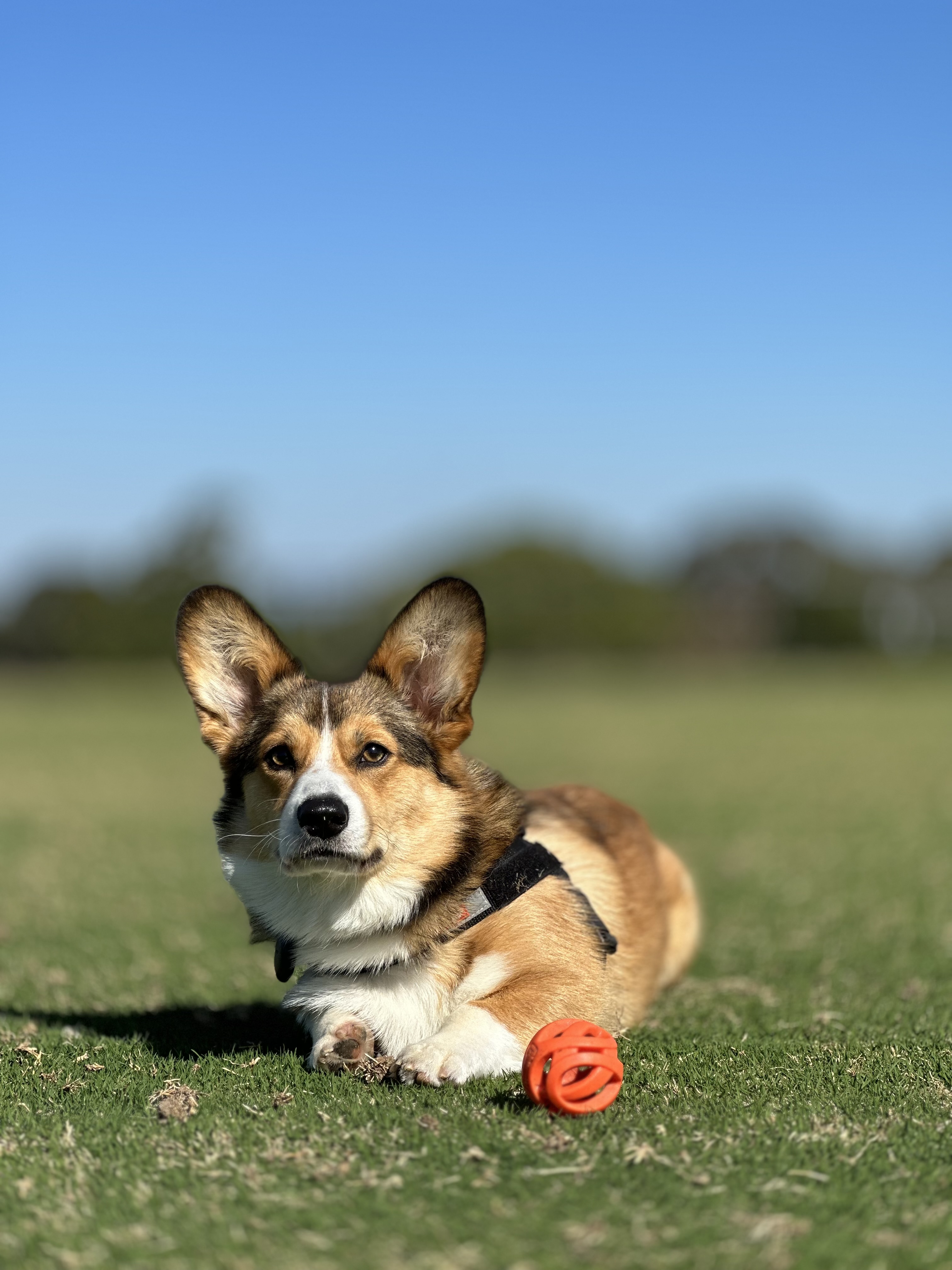 Greensborough College