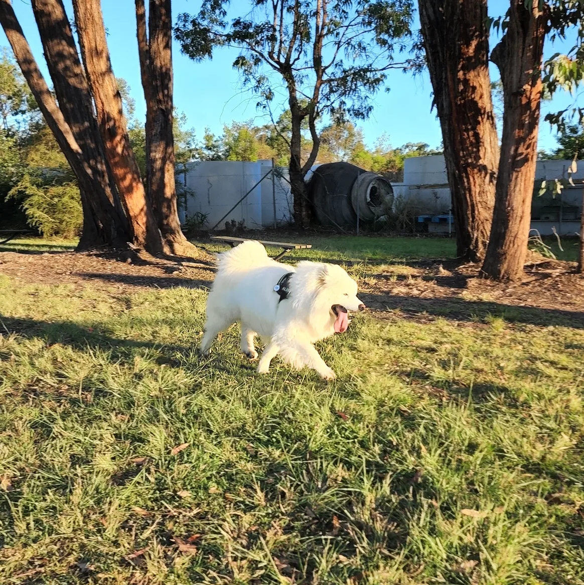 Warragamba Off-Leash Dog Park